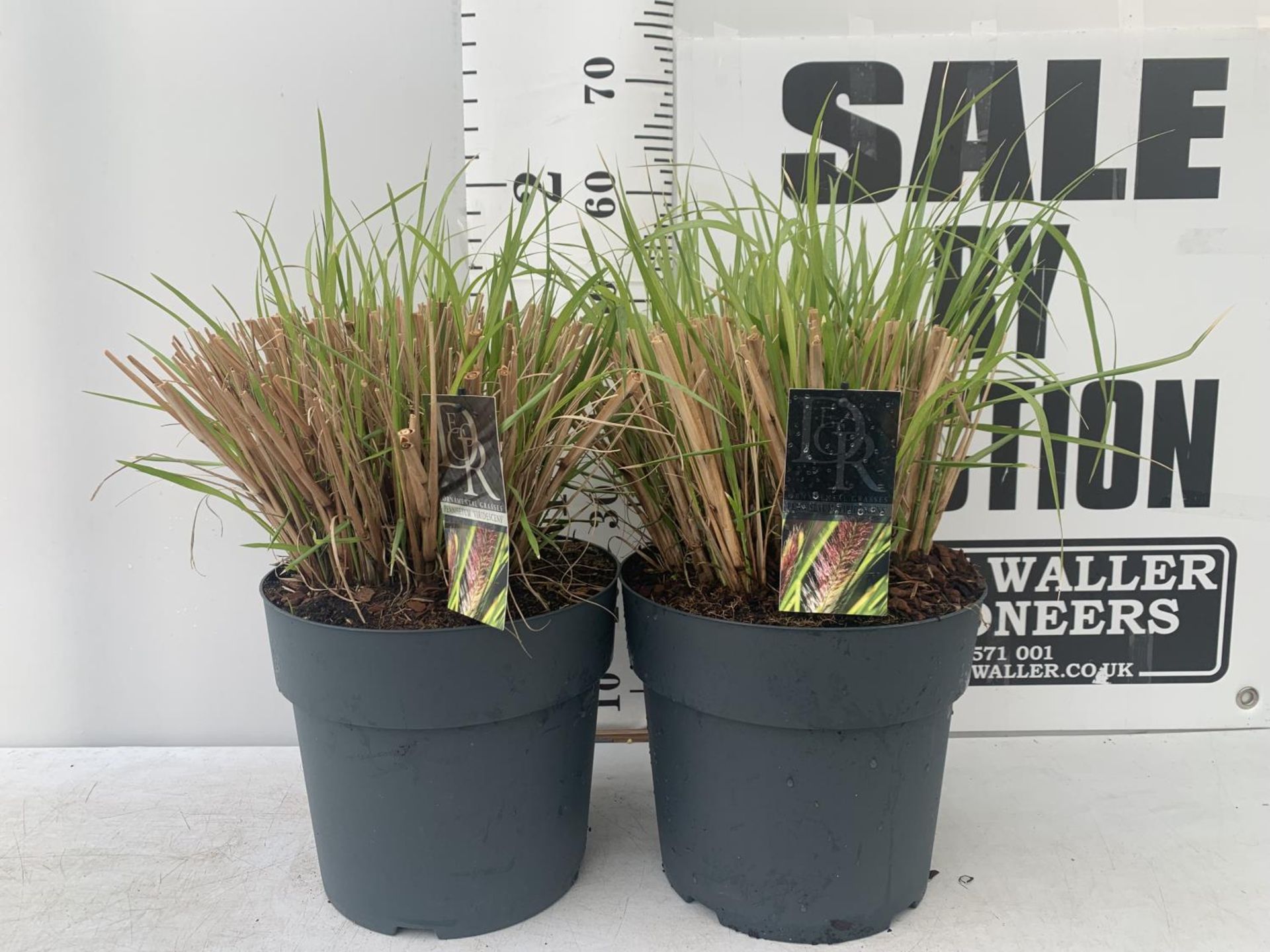 TWO ORNAMENTAL GRASSES 'PENNISETUM VIRIDESCENS' IN 10 LTR POTS APPROX 60CM IN HEIGHT PLUS VAT TO