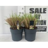 TWO ORNAMENTAL GRASSES 'PENNISETUM VIRIDESCENS' IN 10 LTR POTS APPROX 60CM IN HEIGHT PLUS VAT TO