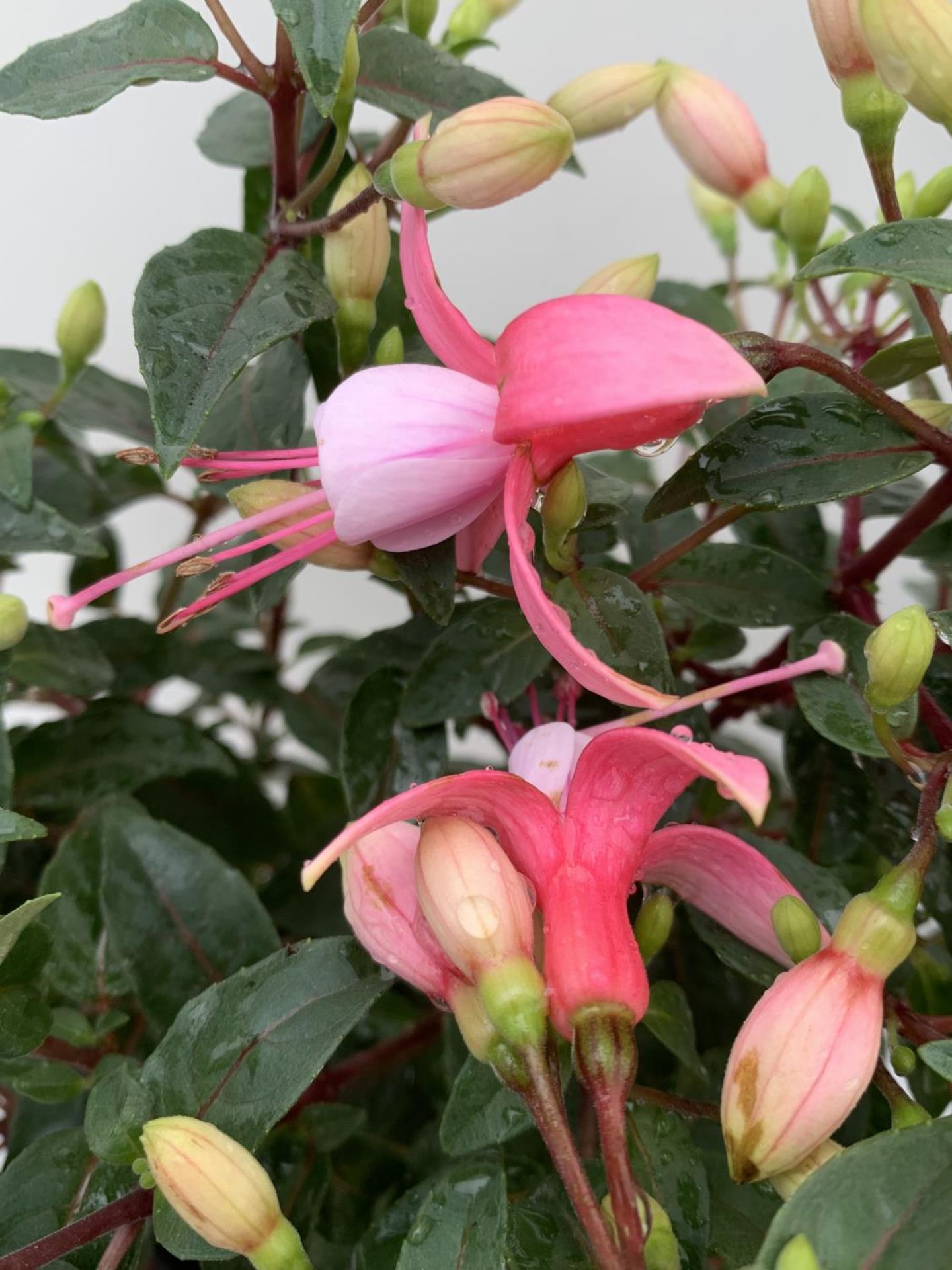 NINE FUCHSIA BELLA IN 20CM POTS 20-30CM TALL TO BE SOLD FOR THE NINE PLUS VAT - Image 3 of 5