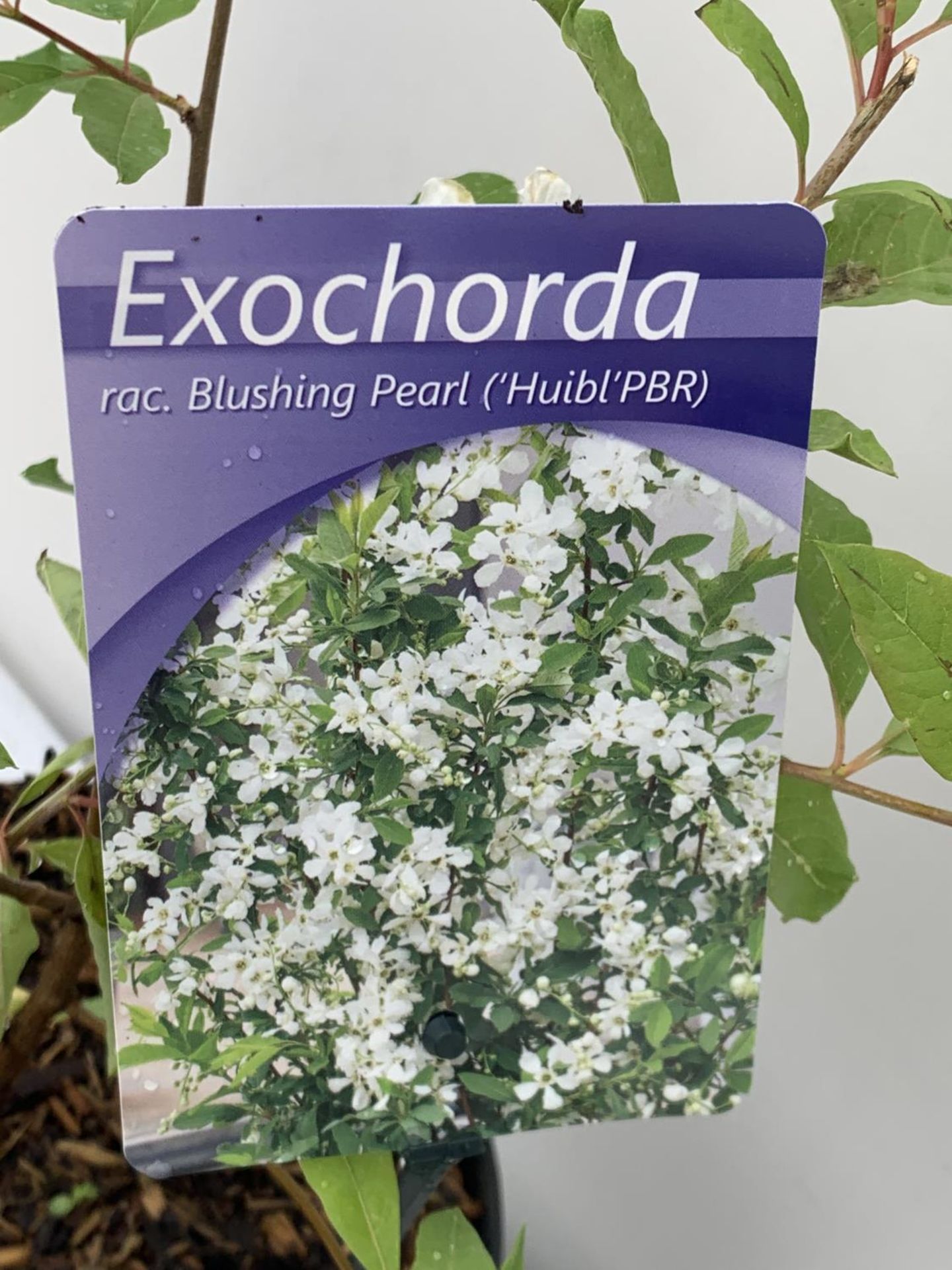 THREE EXOCHORDA BLUSHING PEARL IN 2 LTR POTS 40CM TALL PLUS VAT TO BE SOLD FOR THE THREE - Image 3 of 4