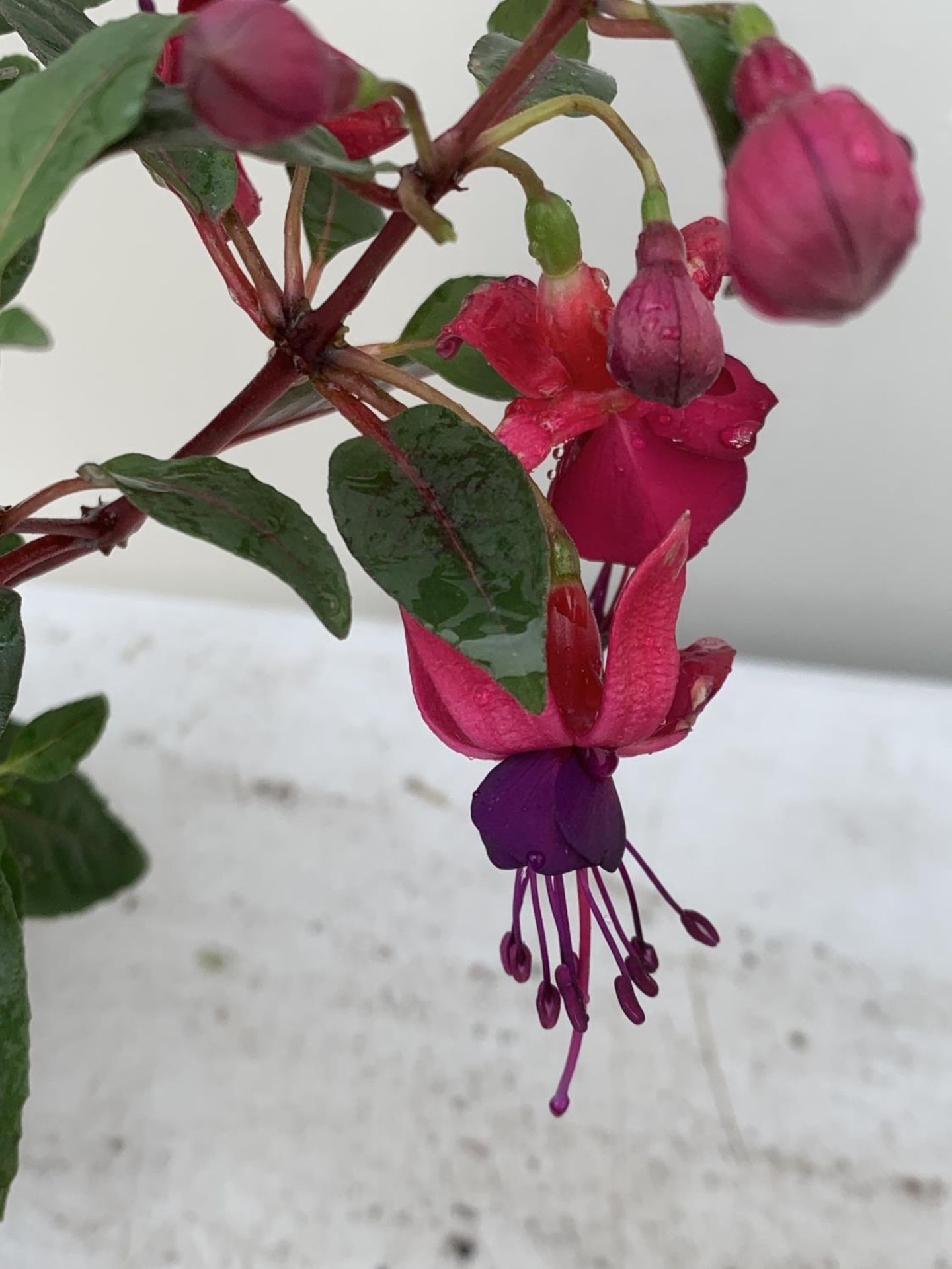 NINE FUCHSIA BELLA IN 20CM POTS 20-30CM TALL TO BE SOLD FOR THE NINE PLUS VAT - Image 4 of 5