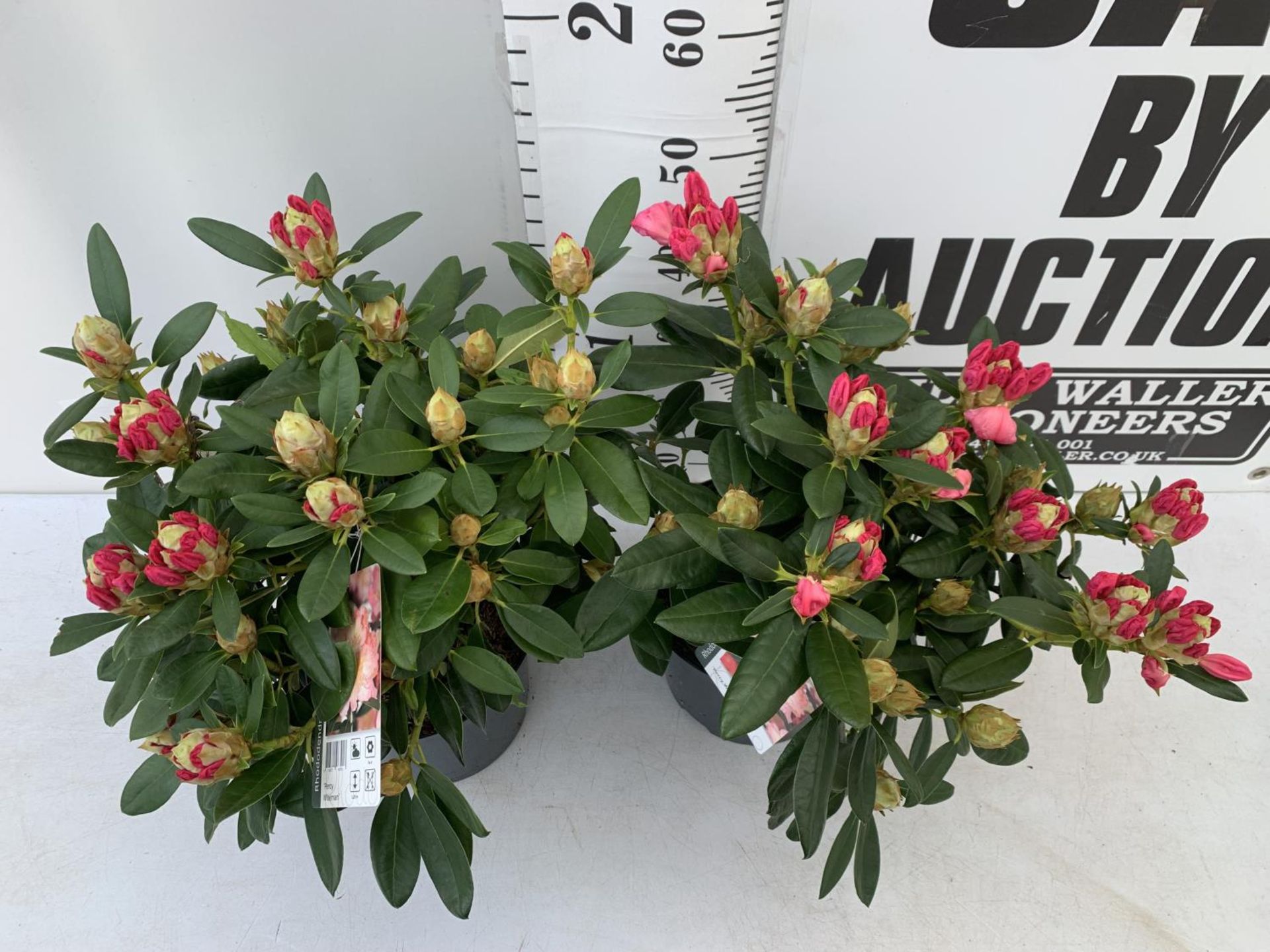 TWO RHODODENDRONS RED 'PERCY WISEMAN' IN 5 LTR POTS 60CM TALL PLUS VAT TO BE SOLD FOR THE TWO - Image 2 of 4