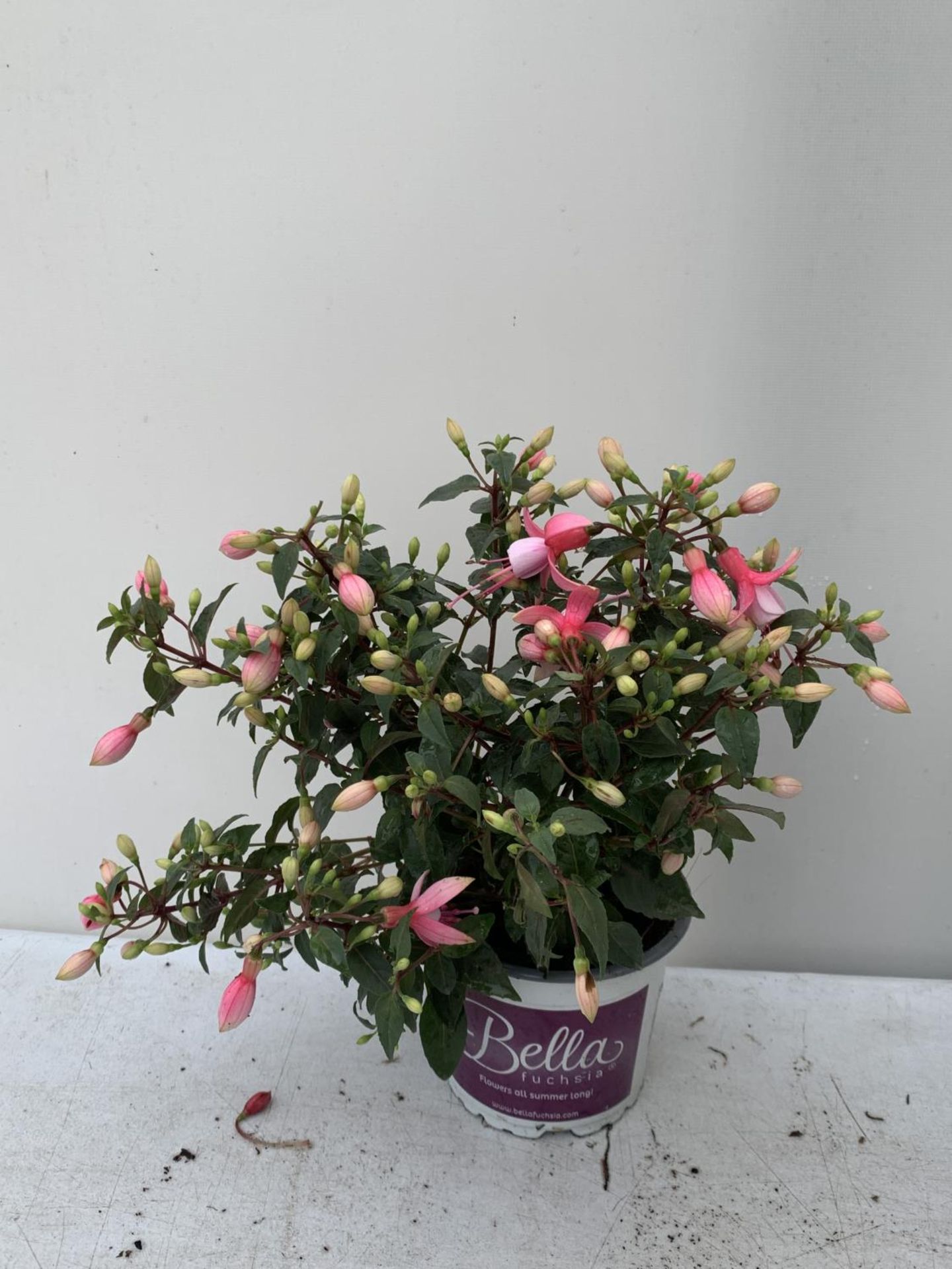NINE FUCHSIA BELLA IN 20CM POTS 20-30CM TALL TO BE SOLD FOR THE NINE PLUS VAT - Image 2 of 5
