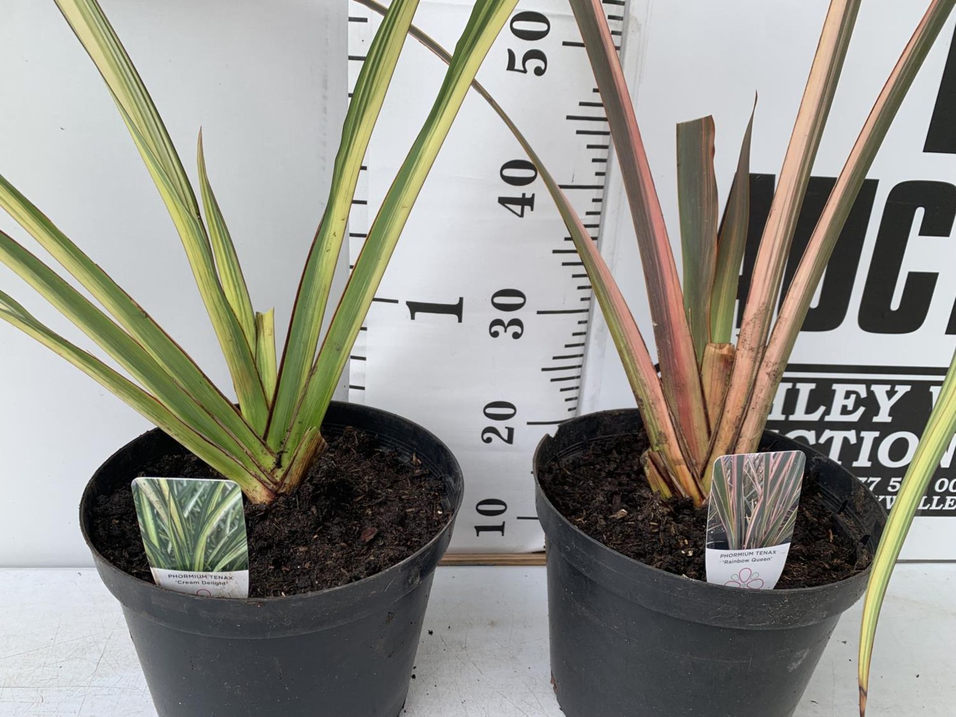 TWO PHORMIUM TENAX 'CREAM DELIGHT' AND 'RAINBOW QUEEN' APPROX 90CM IN HEIGHT IN 10 LTR POTS PLUS VAT - Image 3 of 5