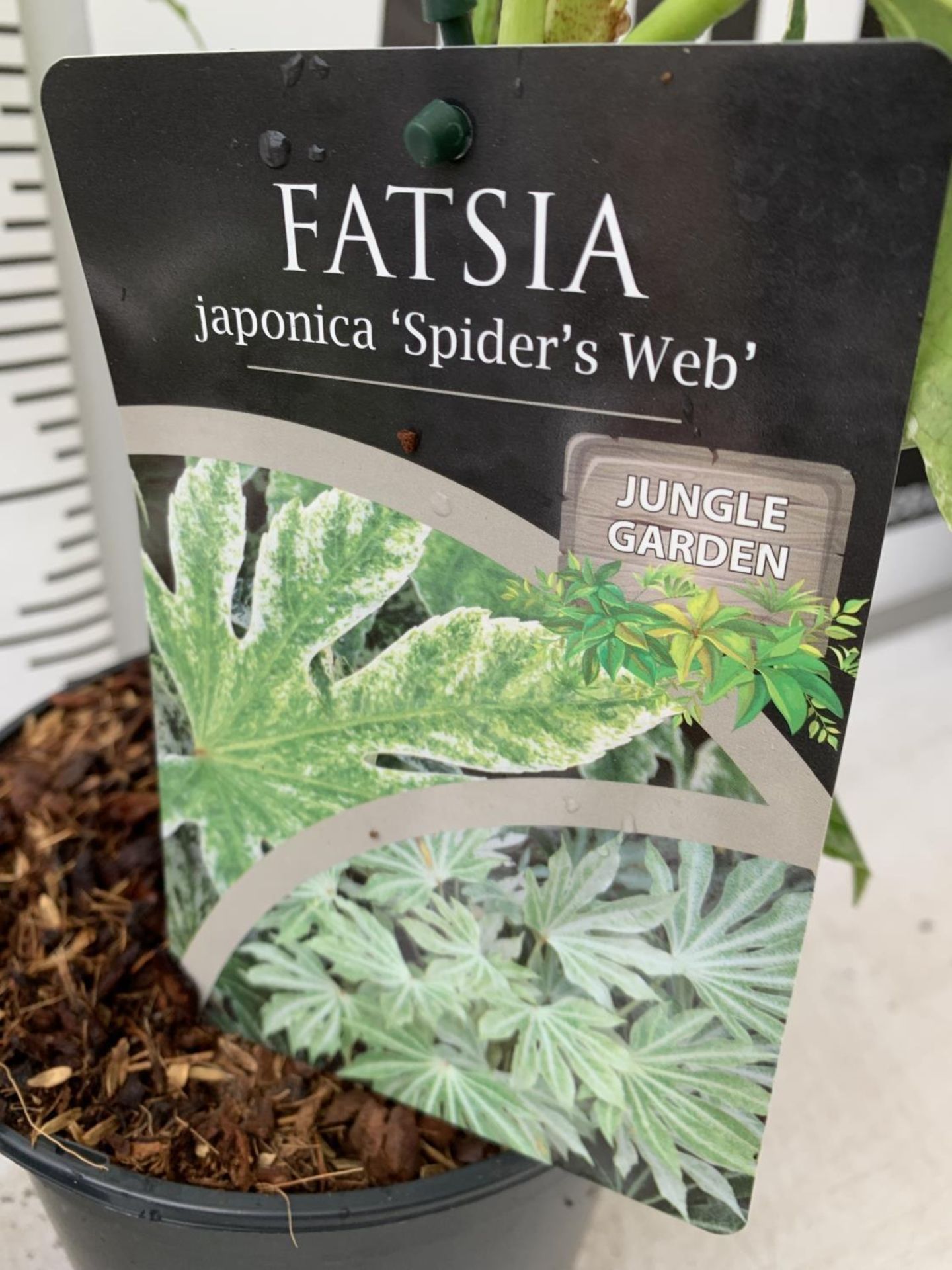 TWO FATSIA JAPONICA 'SPIDERS WEB' AND FATSIA POLYCARPA 'GREEN FINGERS' IN 2 LTR POTS 60CM TALL - Bild 5 aus 7