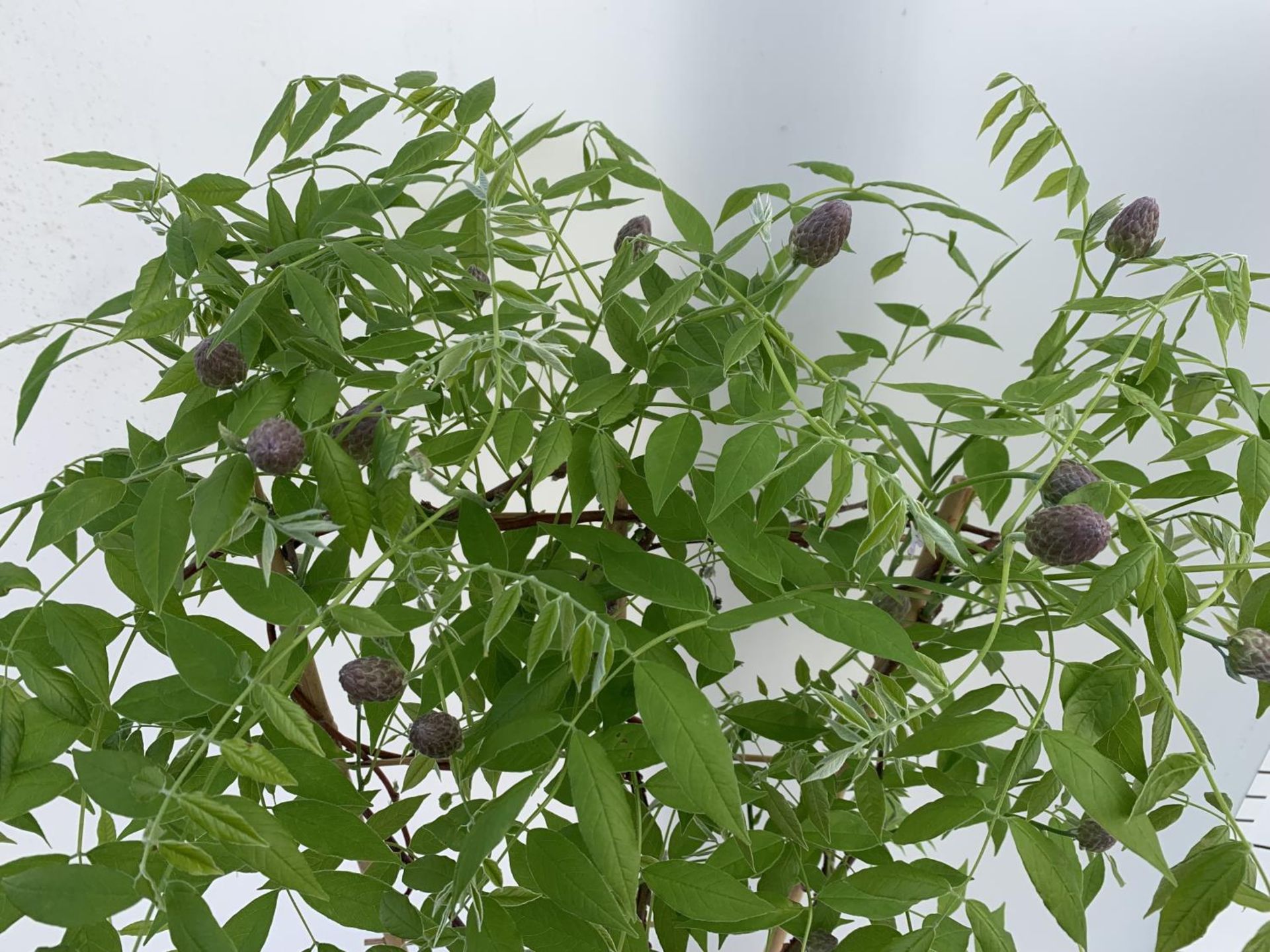 A WISTERIA AMETHYST FALLS ON A FRAME PATIO READY IN A 3 LTR POT 80CM TALL PLUS VAT - Image 3 of 5