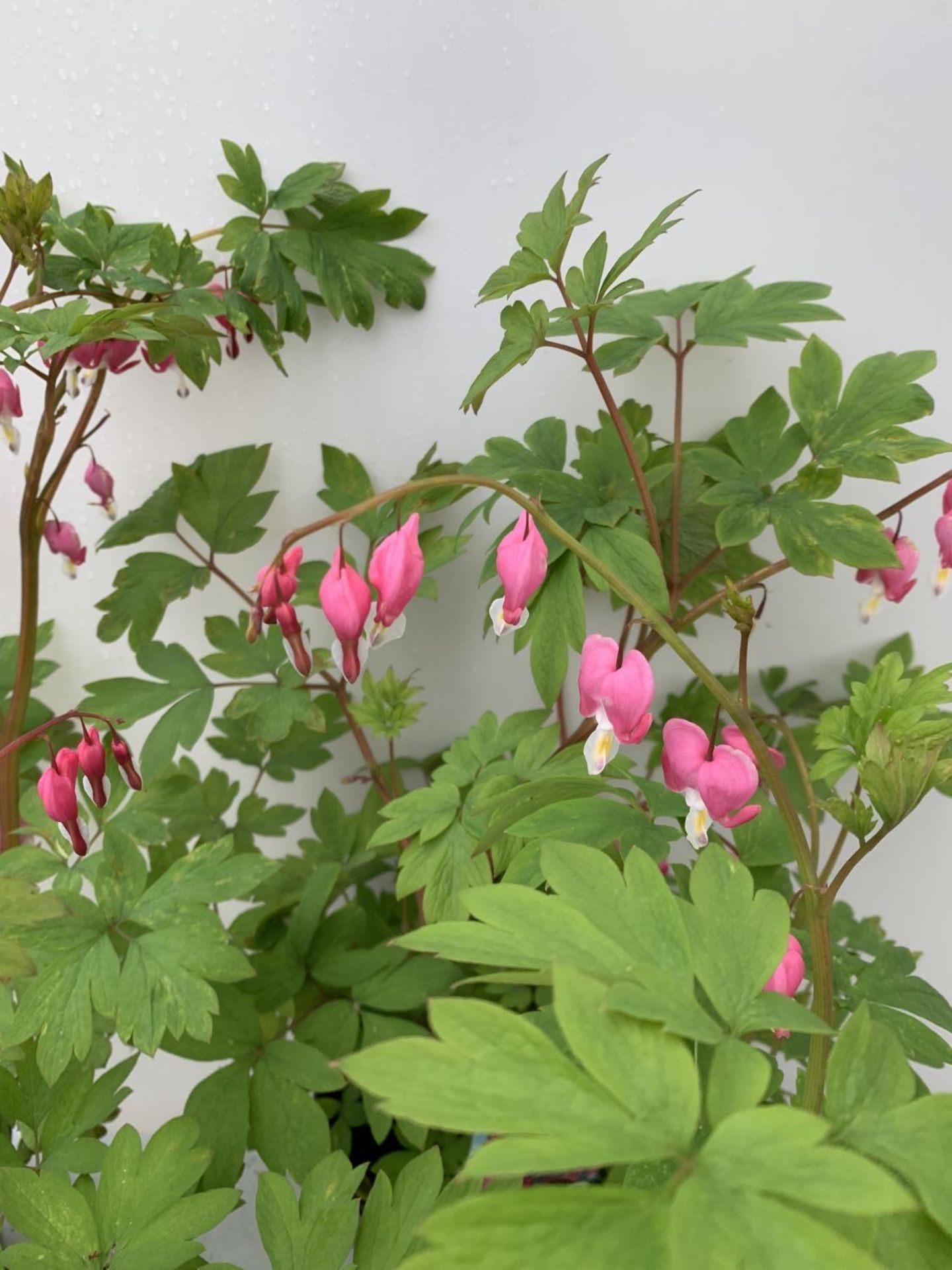 SIX DICENTRA SPECTABILIS BLEEDING HEART 50CM TALL IN 2 LTR POTS TO BE SOLD FOR THE SIX PLUS VAT - Image 8 of 9