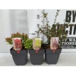 THREE ASSORTED BERBERIS THUNBERGII 'HARLEQUIN, TINY GOLD AND RUBY STAR' IN 2 LTR POTS PLUS VAT
