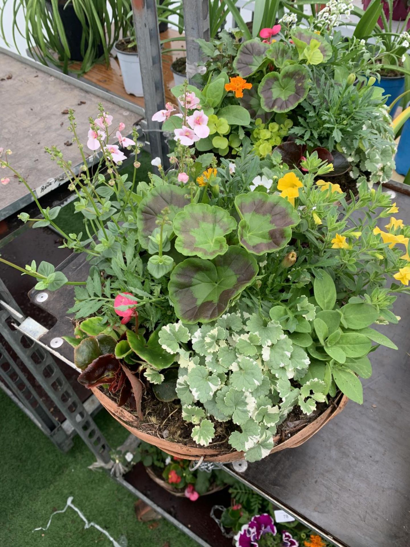 TWO WICKER HANGING BASKETS WITH MIXED BEDDING AND TRAILING PLANTS TO INCLUDE PETUNIA, MARIGOLD, - Bild 2 aus 9