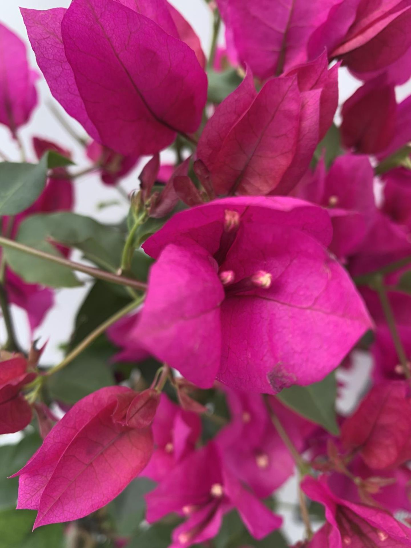 TWO BOUGAINVILLEA SANDERINA ON A PYRAMID FRAME, 3 LTR POTS HEIGHT 70-80CM. PATIO READY TO BE SOLD - Image 3 of 5