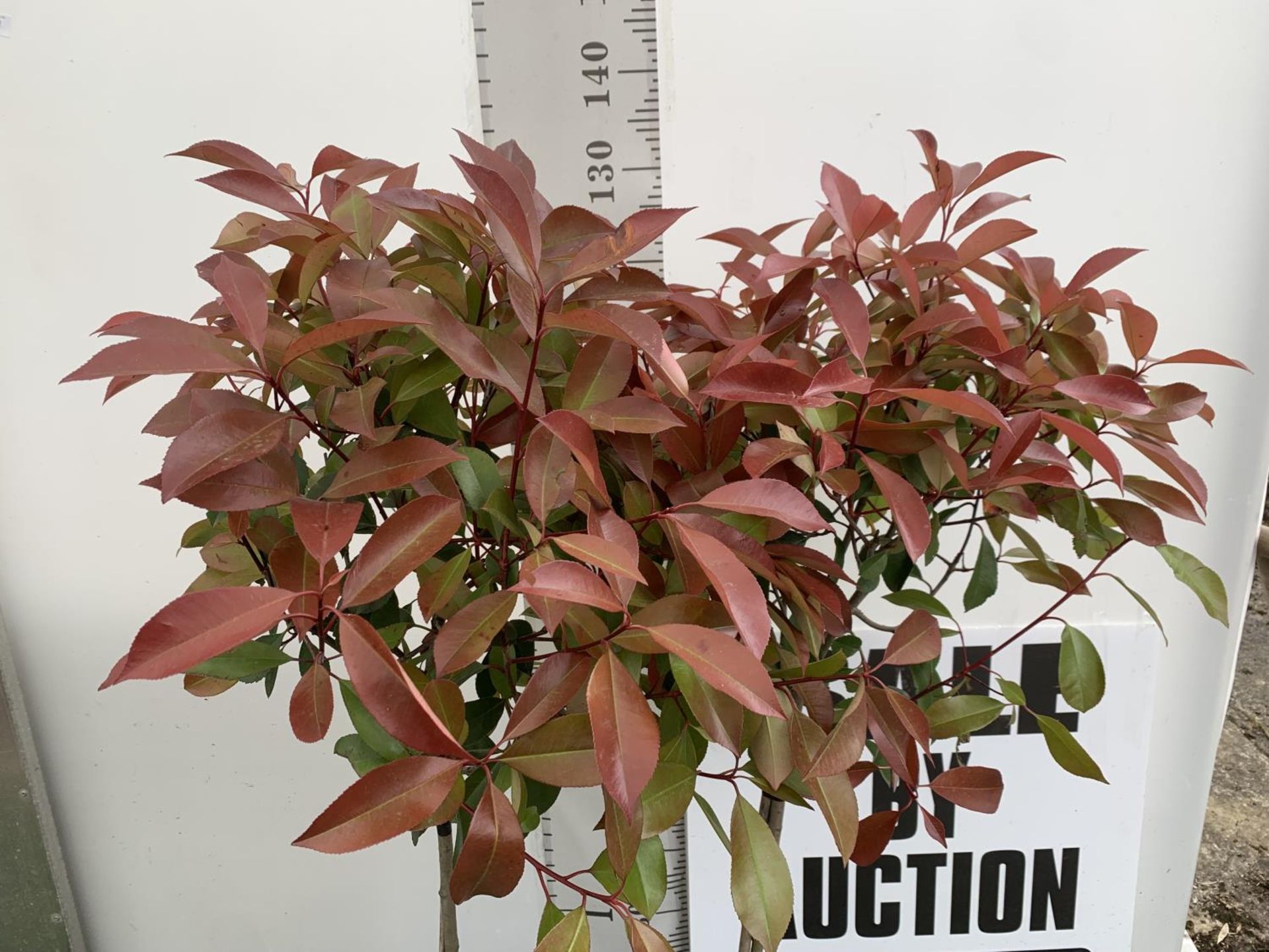 A PAIR OF STANDARD PHOTINIA FRASERI RED ROBIN TREES 130CM TALL IN A 10 LTR POT TO BE SOLD FOR THE - Image 3 of 6
