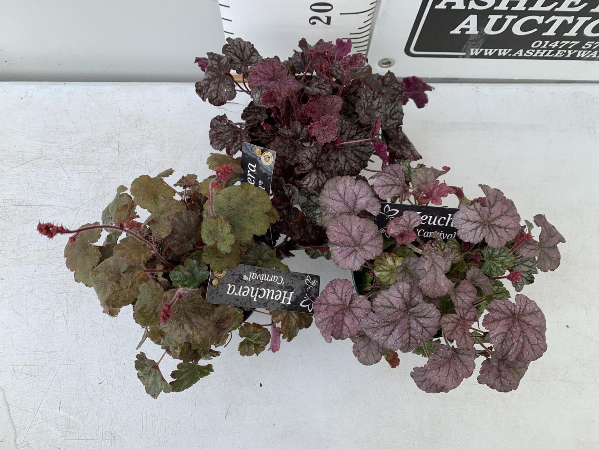 THREE HEUCHERA 'CARNIVAL' IN 2 LTR POTS PLUS VAT TO BE SOLD FOR THE THREE - Image 4 of 9