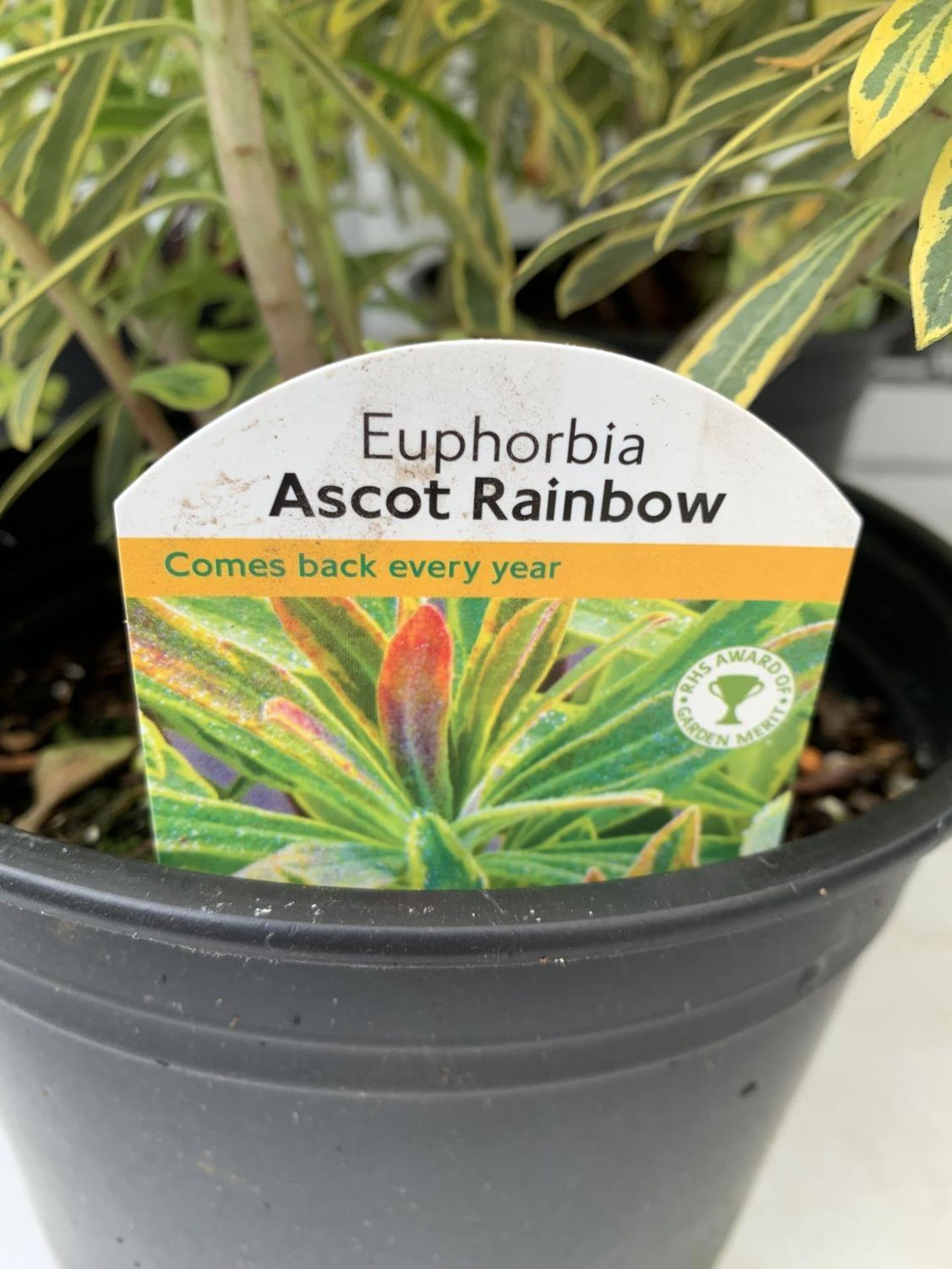 THREE EUPHORBIA ASCOT RAINBOW IN 3 LTR POTS 90CM TALL TO BE SOLD FOR THE THREE PLUS VAT - Image 5 of 5