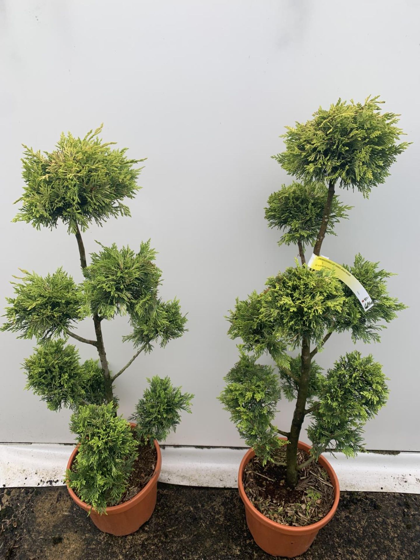 TWO POM POM TREES CUPRESSOCYPARIS LEYLANDII 'GOLD RIDER' APPROX 160CM IN HEIGHT IN 15 LTR POTS - Image 5 of 5