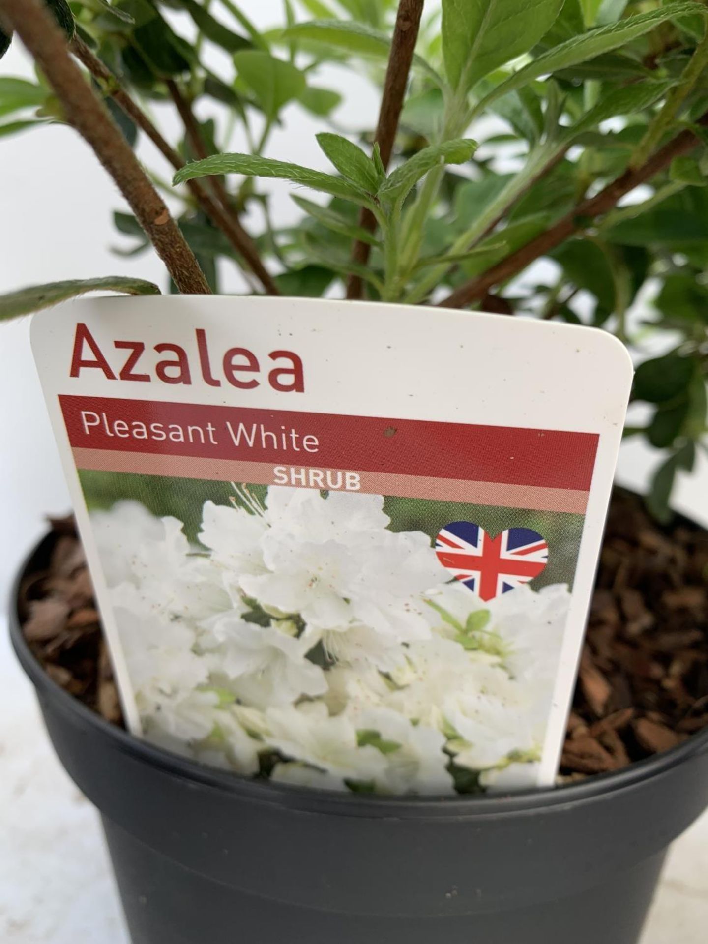 SIX MIXED AZALEA VUYK'S SCARLET, PLEASANT WHITE, MANUSKA, GEISHA RED, ORANGE BEAUTY AND FROSTED - Image 11 of 15