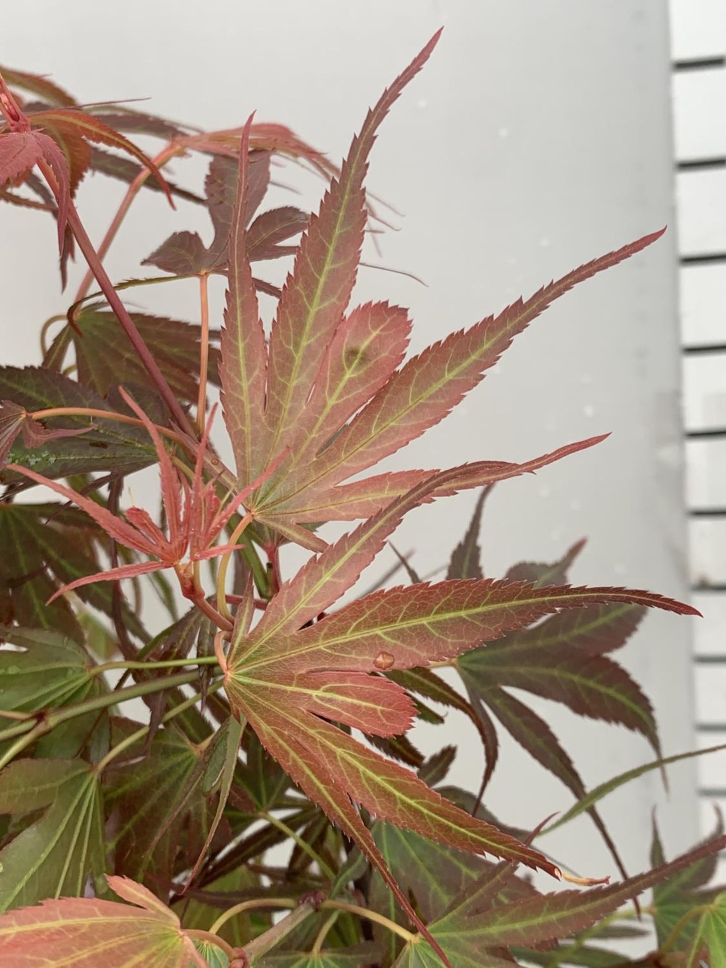 TWO ACER PALMATUM JAPANESE JEWELS TO INCLUDE TAYLOR AND SHAINIA IN 3 LTR POTS 60-70CM TALL TO BE - Image 8 of 9