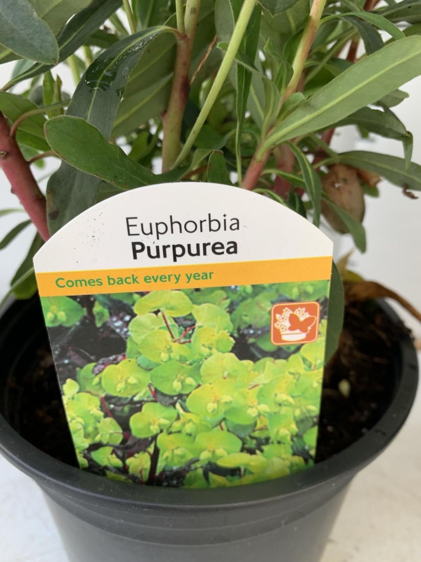 TWO EUPHORBIA PURPUREA 60CM IN HEIGHT IN 2 LTR POTS PLUS VAT TO BE SOLD FOR THE TWO - Image 4 of 6
