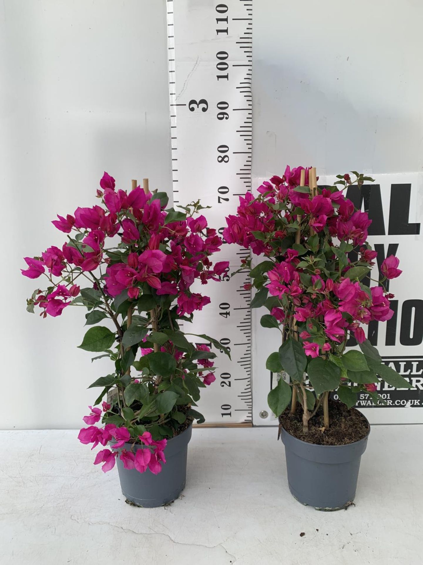 TWO BOUGAINVILLEA SANDERINA ON A PYRAMID FRAME, 3 LTR POTS HEIGHT 70-80CM. PATIO READY TO BE SOLD