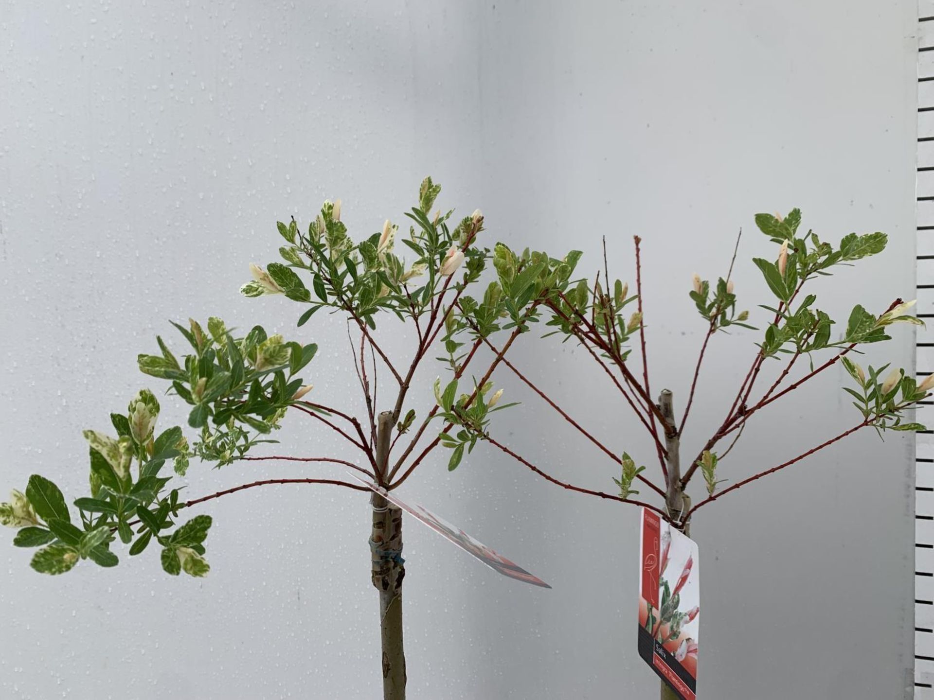 A PAIR OF SALIX LIVING WILLOW EXCLUSIVE IN 7.5 LTR POTS OVER 200 CM TALL TO BE SOLD FOR THE PAIR - Image 8 of 13