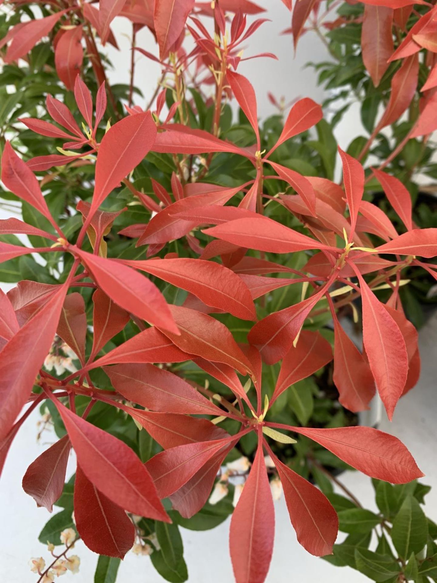 FIVE PIERIS MOUNTAIN FIRE 60CM TALL IN 2 LTR POTS TO BE SOLD FOR FIVE PLUS VAT - Image 6 of 10