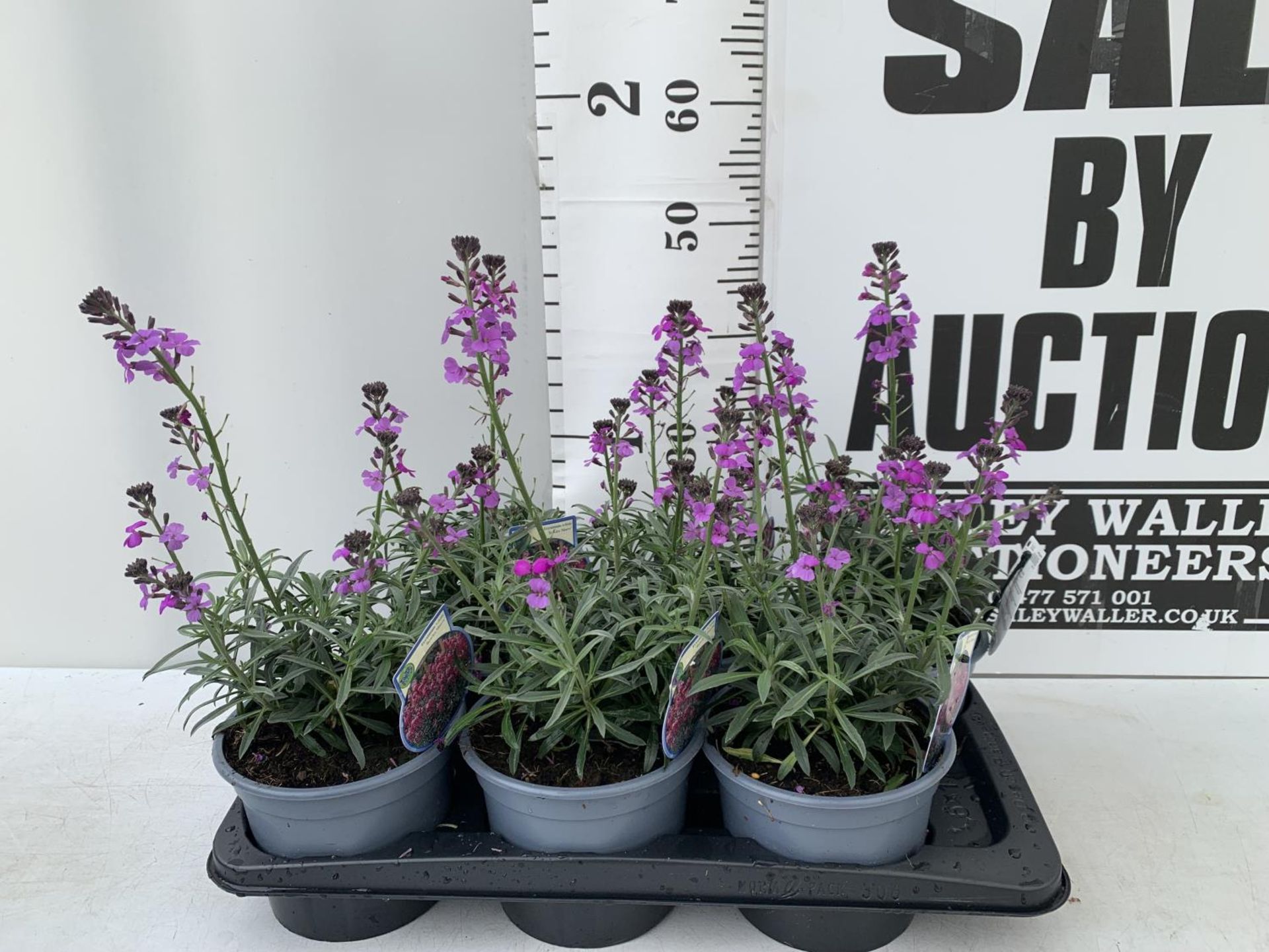 SIX ERYSIMUM BOWLES MAUVE IN 2 LTR POTS 40-50CM TALL TO BE SOLD FOR THE SIX PLUS VAT