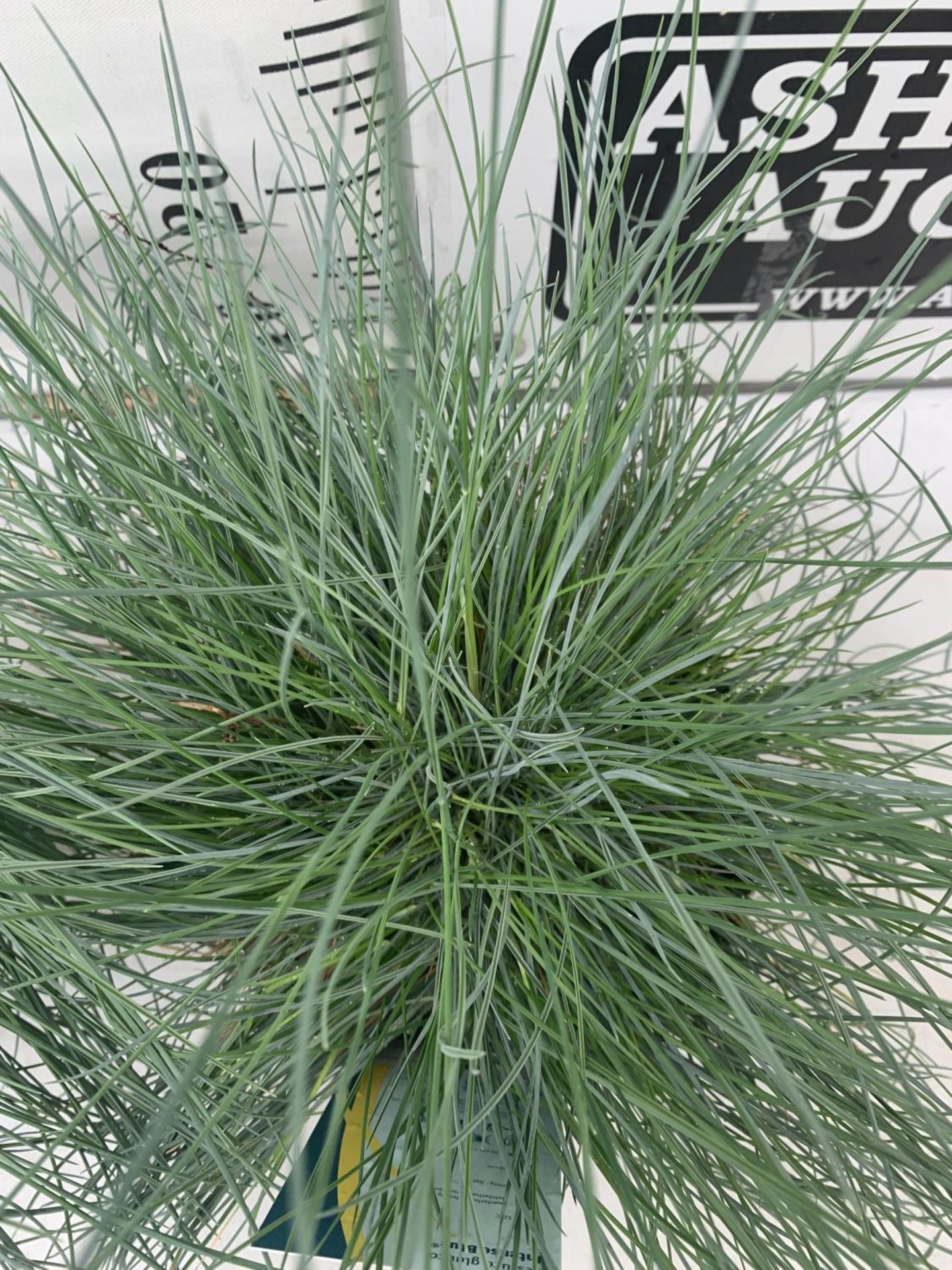 TWO FESTUCA GLAUCA 'INTENSE BLUE' ORNAMENTAL GRASSES IN 2 LTR POTS APPROX 40CM IN HEIGHT PLUS VAT TO - Image 3 of 4