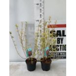 TWO CORNUS SANGUINEA 'MIDWINTER FIRE' IN 4 LTR POTS APPROX 90CM IN HEIGHT PLUS VAT TO BE SOLD FOR
