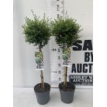 TWO LIGUSTRUM DELAVAYANUM STANDARD TREES APPROX 100CM IN HEIGHT IN 3LTR POTS PLUS VAT TO BE SOLD FOR