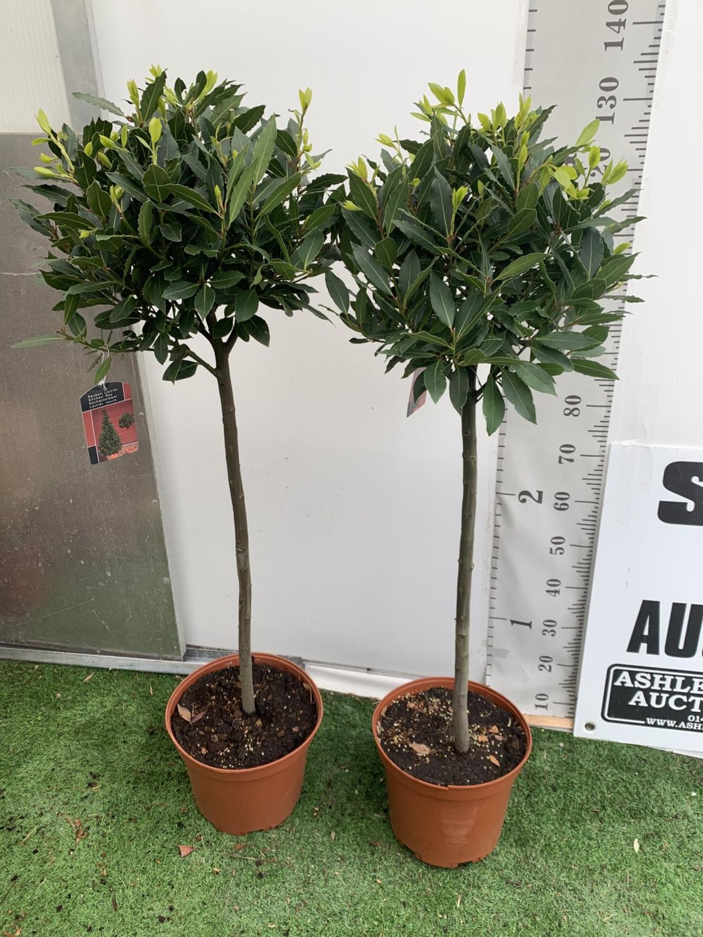 A PAIR OF STANDARD BAY TREES LAURUS NOBILIS IN 10 LTR POTS APPROX 130CM IN HEIGHT TO BE SOLD FOR THE