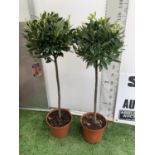 A PAIR OF STANDARD BAY TREES LAURUS NOBILIS IN 10 LTR POTS APPROX 130CM IN HEIGHT TO BE SOLD FOR THE