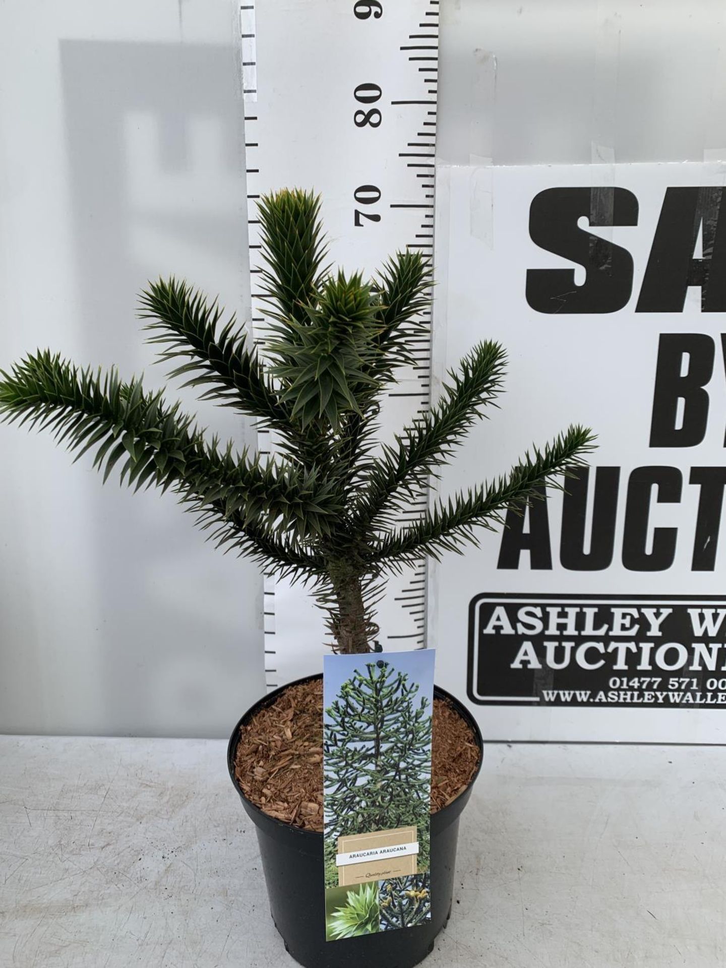 ONE MONKEY PUZZLE TREE ARAUCARIA ARAUCANA APPROX 70CM IN HEIGHT IN A 5 LTR POT PLUS VAT