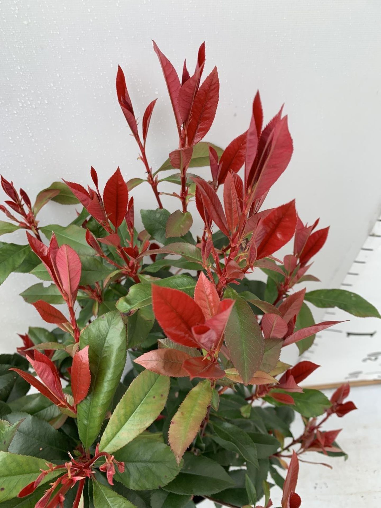 TWO PHOTINIA 'CARRE ROUGE' IN 3 LTR POTS APPROX 70CM IN HEIGHT PLUS VAT TO BE SOLD FOR THE TWO - Image 8 of 11