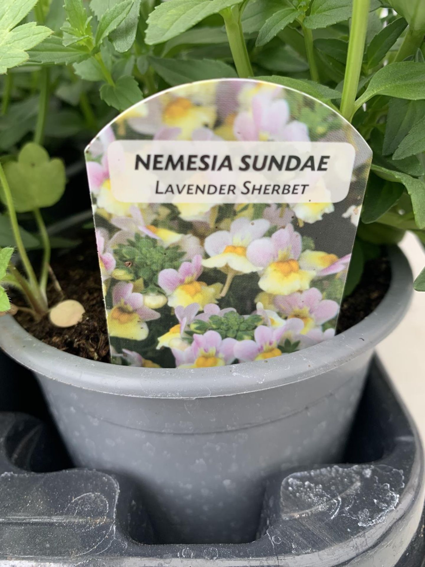 FIFTEEN NEMESIA SUNDAE 'LAVENDER SHERBET' ON A TRAY PLUS VAT TO BE SOLD FOR THE 15 - Image 2 of 5