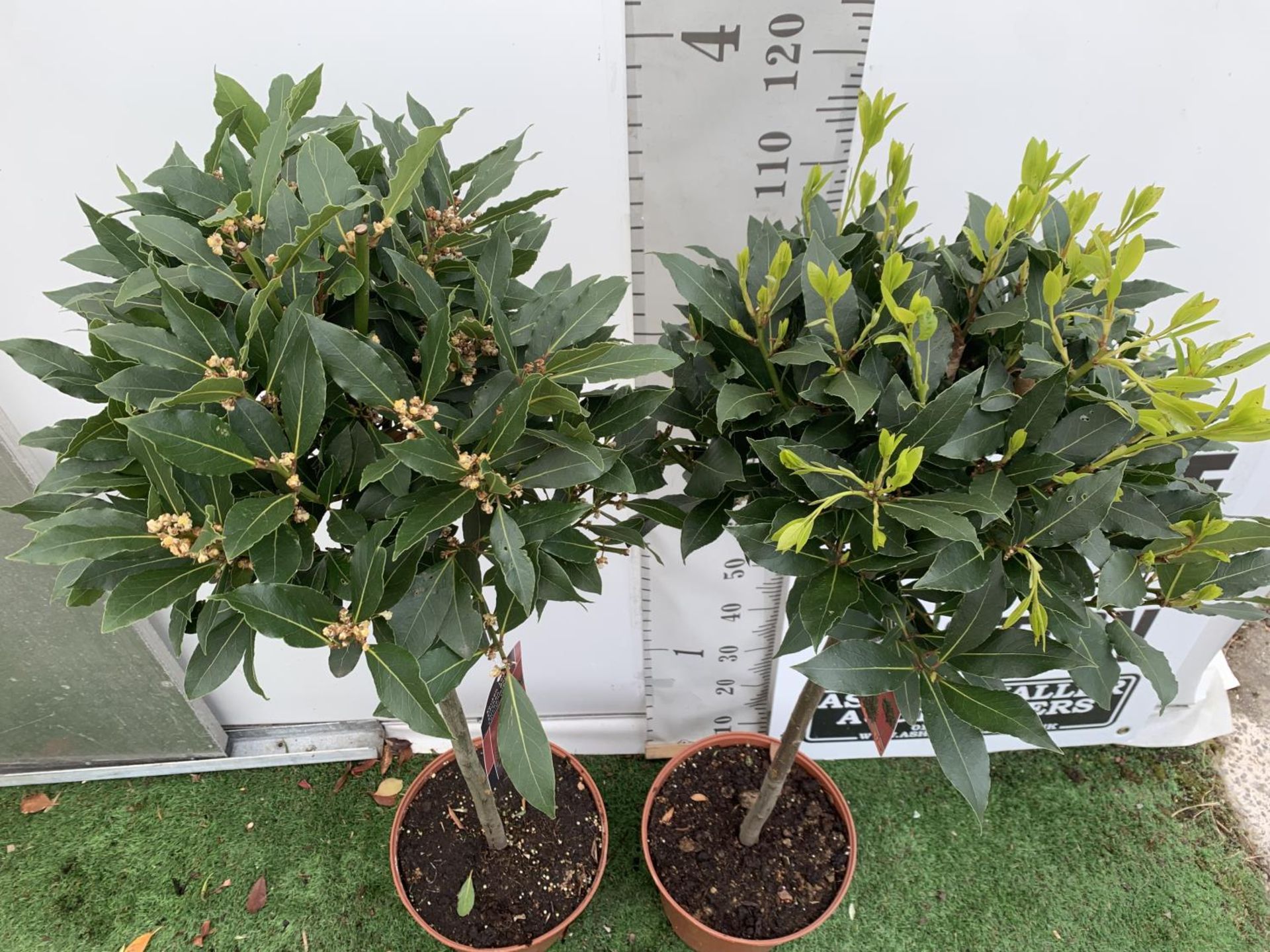 A PAIR OF STANDARD BAY TREES LAURUS NOBILIS IN 10 LTR POTS APPROX 130CM IN HEIGHT TO BE SOLD FOR THE - Image 2 of 5