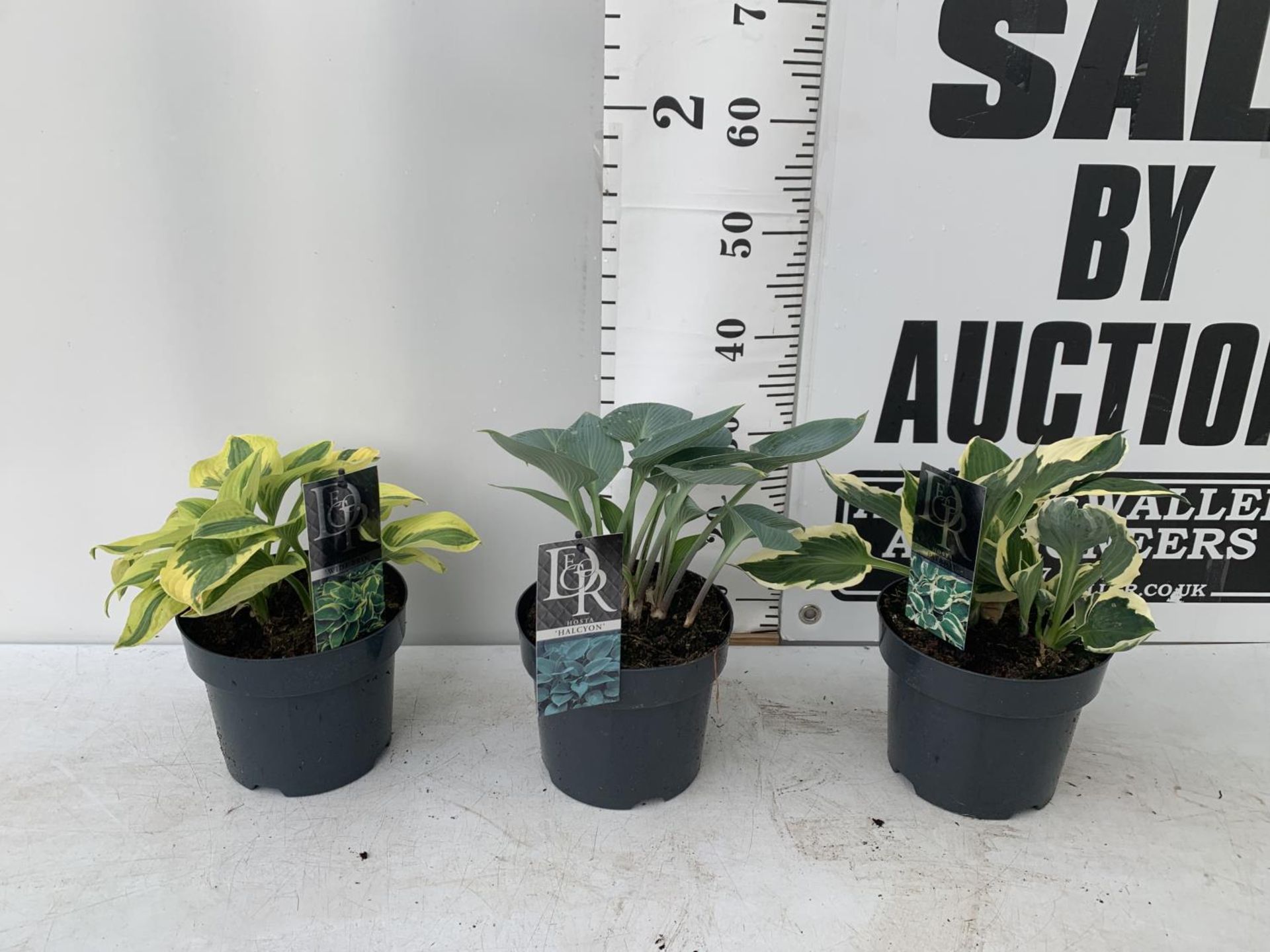 THREE MIXED VARIETY HOSTAS TO INCLUDE WIDE BRIM, HALCYON AND PATRIOT IN 3 LTR POTS 30CM TALL TO BE