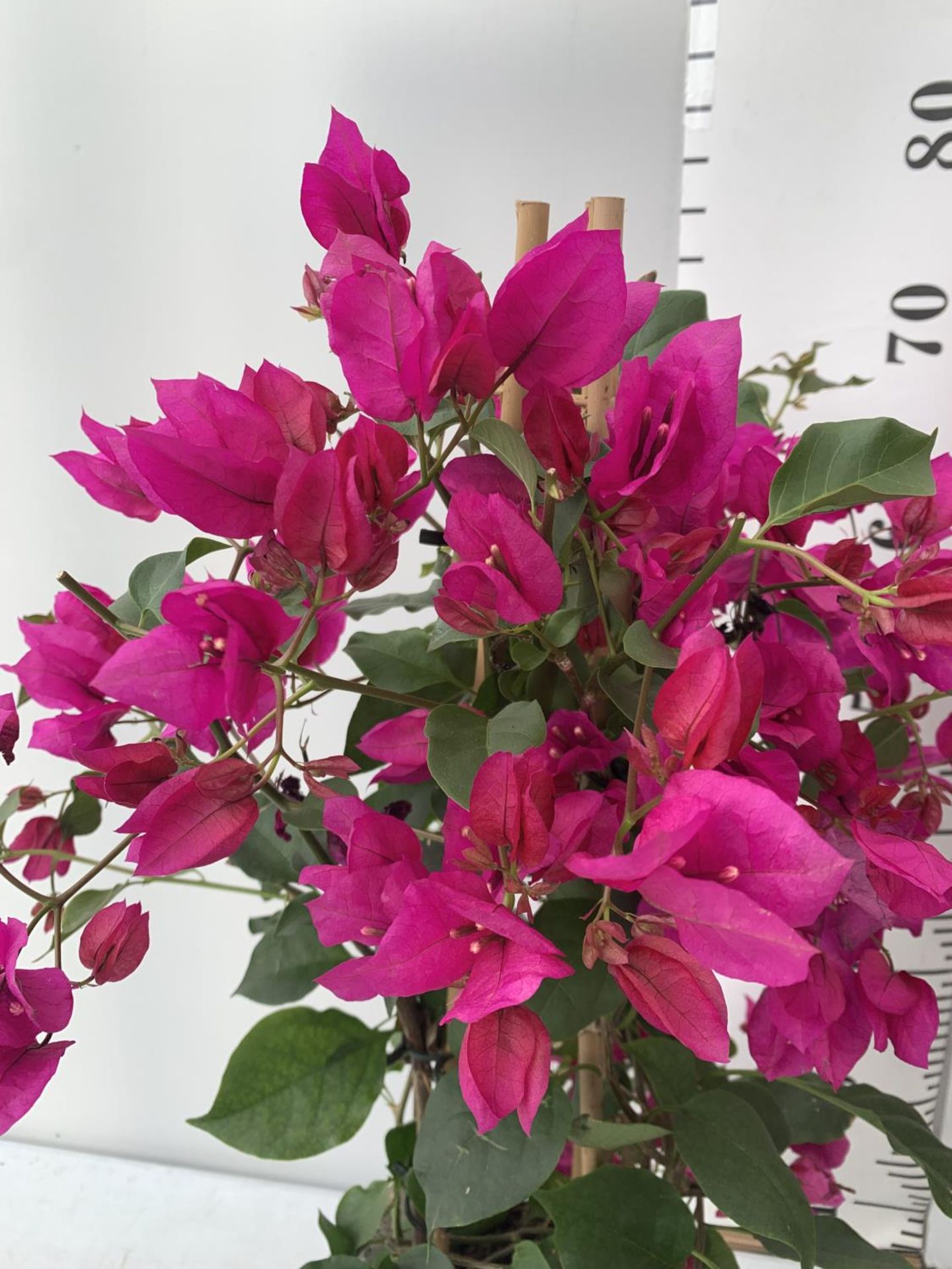 TWO BOUGAINVILLEA SANDERINA ON A PYRAMID FRAME, 3 LTR POTS HEIGHT 70-80CM. PATIO READY TO BE SOLD - Image 2 of 5