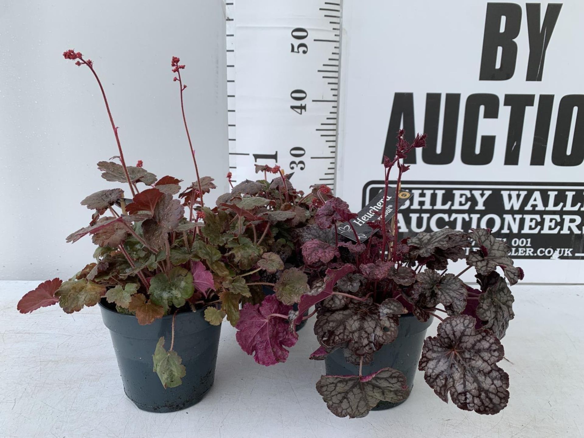 THREE HEUCHERA 'CARNIVAL' IN 2 LTR POTS PLUS VAT TO BE SOLD FOR THE THREE - Image 2 of 10