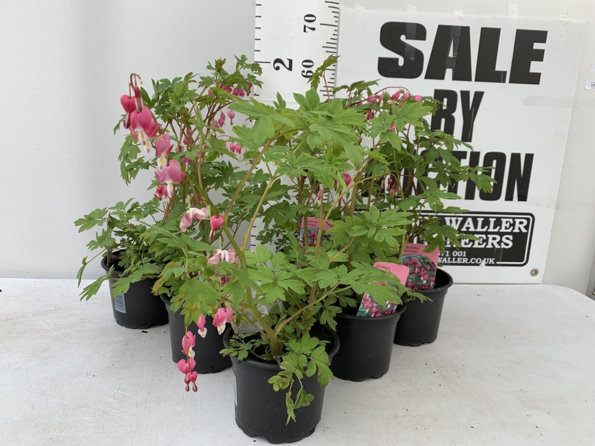 SIX DICENTRA SPECTABILIS BLEEDING HEART 50CM TALL IN 2 LTR POTS TO BE SOLD FOR THE SIX PLUS VAT - Image 2 of 9