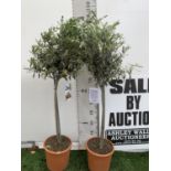 A PAIR OF STANDARD OLEA OLIVE EUROPAEA TREES IN 4 LTR POTS 120CM TALL TO BE SOLD FOR THE TWO NO VAT