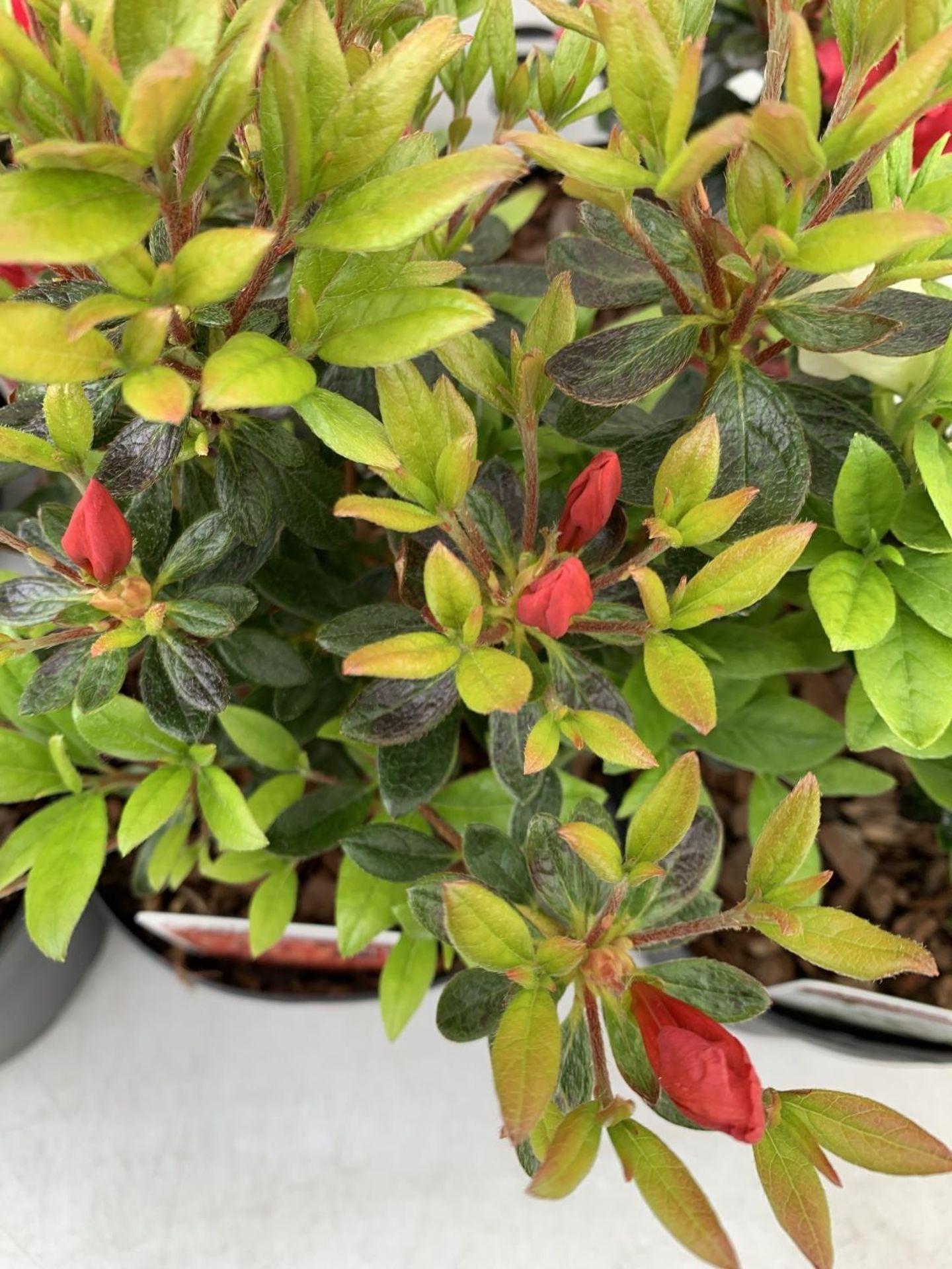 SIX MIXED AZALEA VUYK'S SCARLET, PLEASANT WHITE, MANUSKA, GEISHA RED, ORANGE BEAUTY AND FROSTED - Image 6 of 15