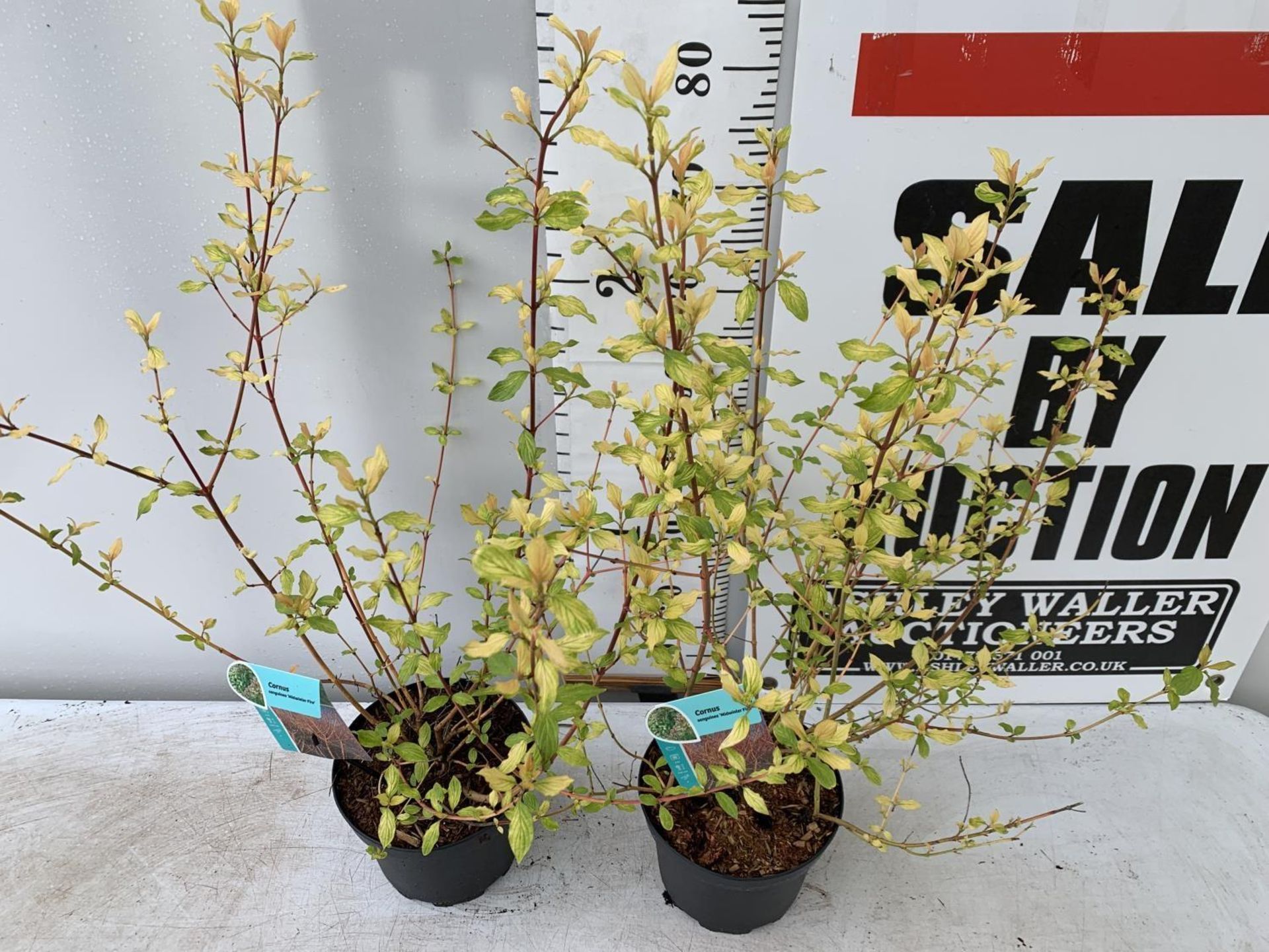 TWO CORNUS SANGUINEA 'MIDWINTER FIRE' IN 4 LTR POTS APPROX 90CM IN HEIGHT PLUS VAT TO BE SOLD FOR - Bild 3 aus 6