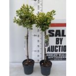 TWO STANDARD EUONYMUS JAPONICUS 'MARIEKE' IN 3 LTR POTS APPROX A METRE IN HEIGHT PLUS VAT TO BE SOLD