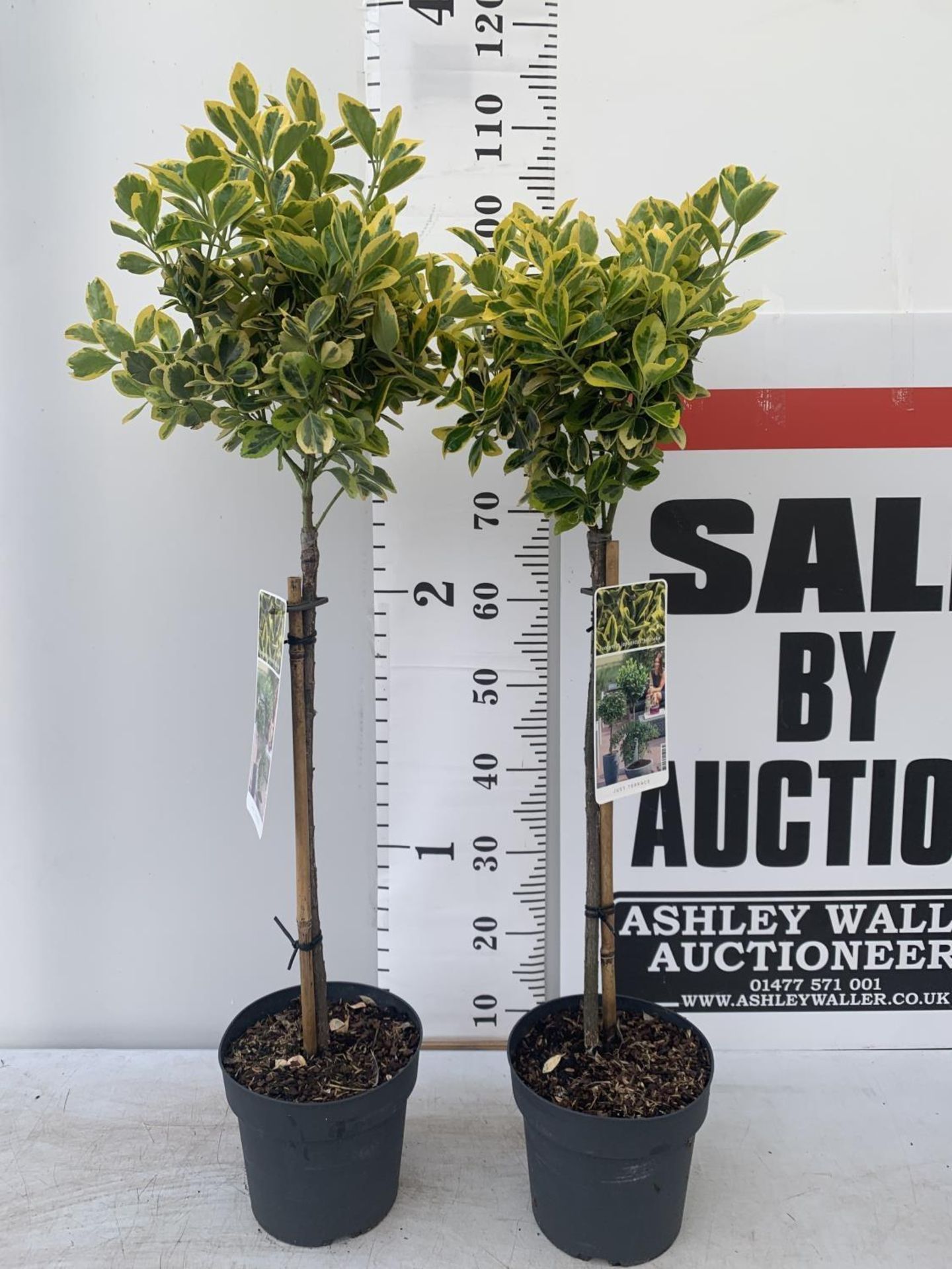 TWO STANDARD EUONYMUS JAPONICUS 'MARIEKE' IN 3 LTR POTS APPROX A METRE IN HEIGHT PLUS VAT TO BE SOLD