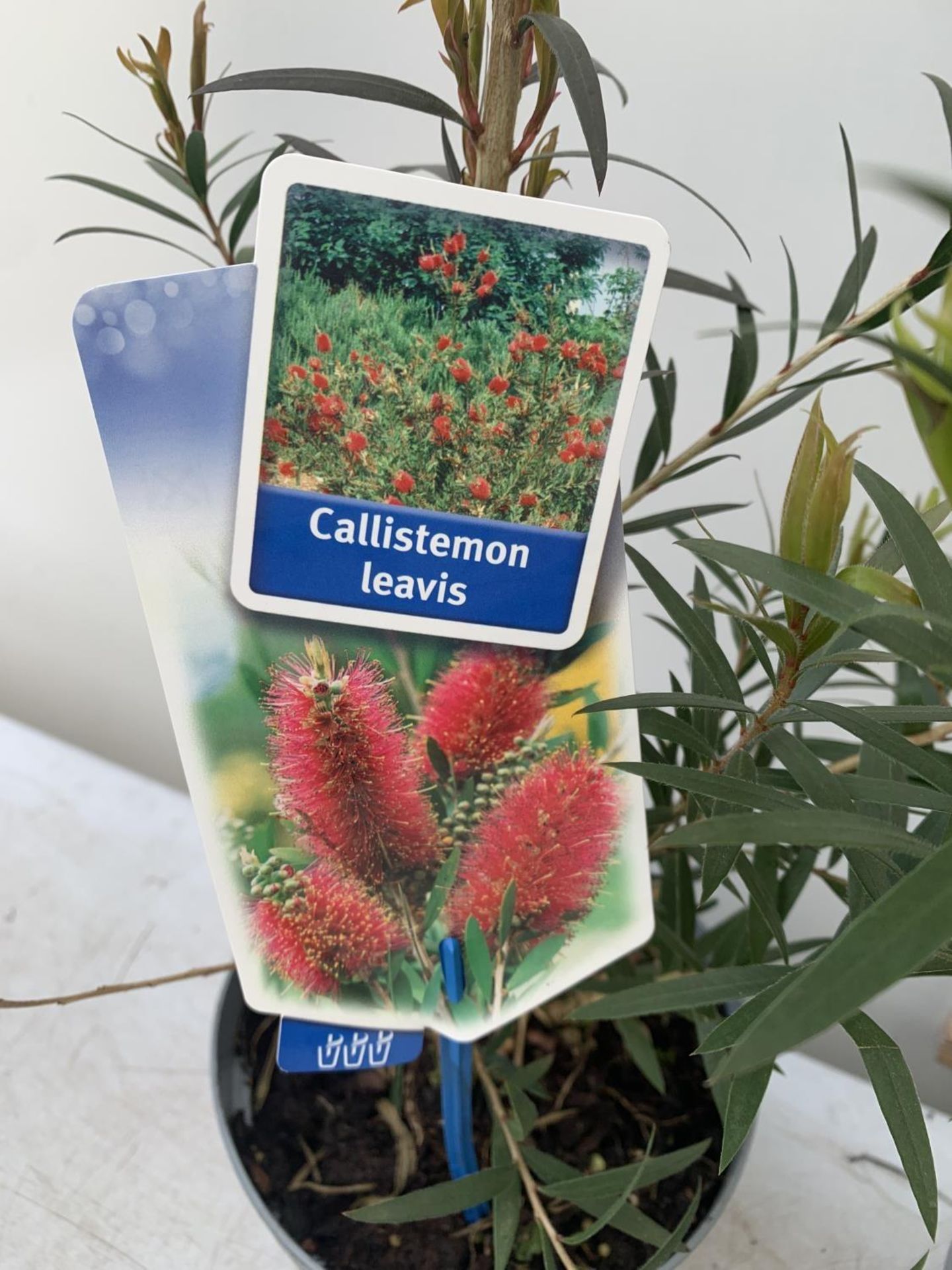 TWO CALLISTEMON LAEVIS IN 2 LTR POTS 50CM IN HEIGHT PLUS VAT TO BE SOLD FOR THE TWO - Image 9 of 9