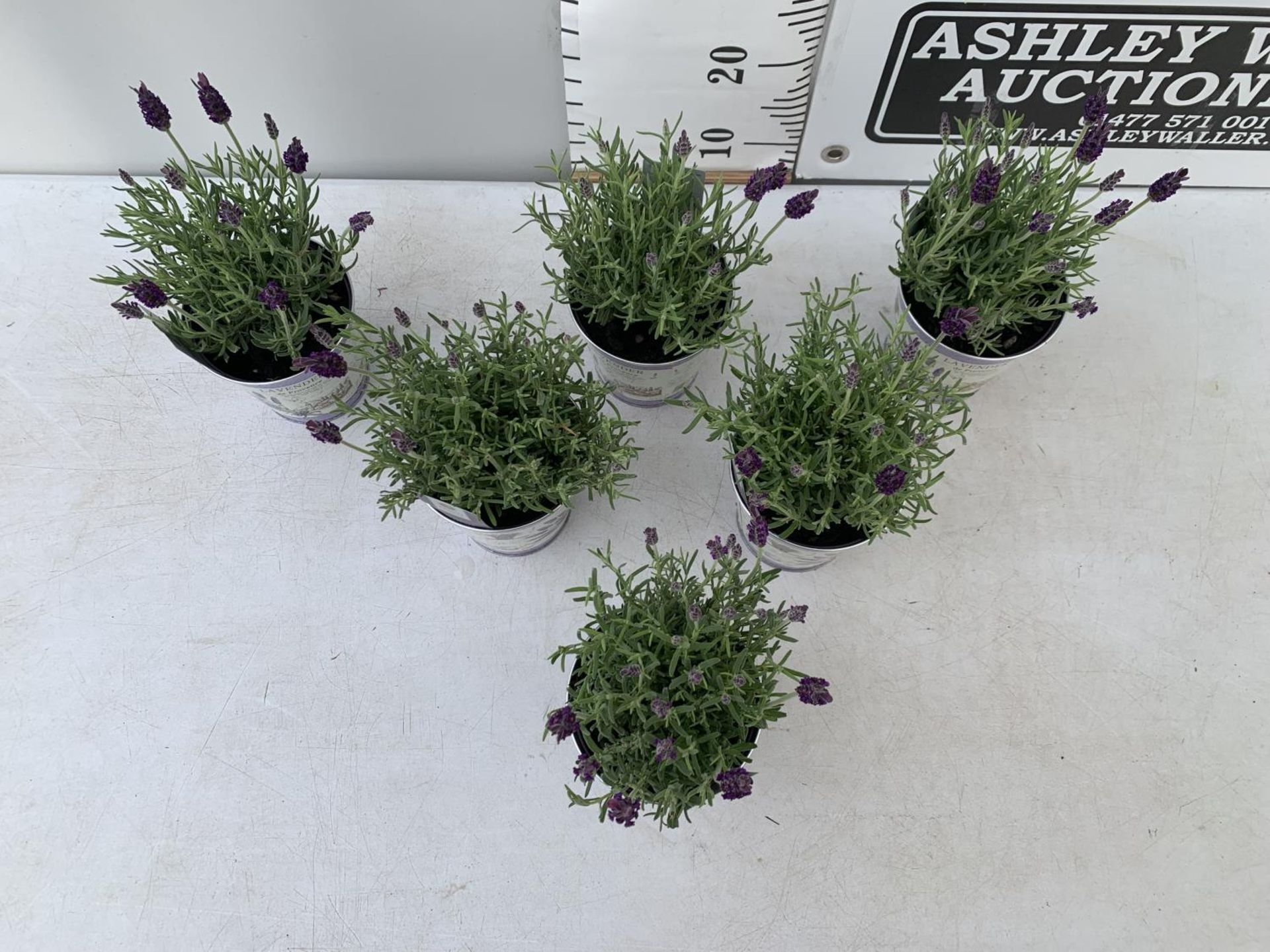 SIX LAVENDULA LAVENDER ST ANOUK COLLECTION IN DECORATIVE METAL POTS TO BE SOLD FOR THE SIX NO VAT - Image 2 of 4