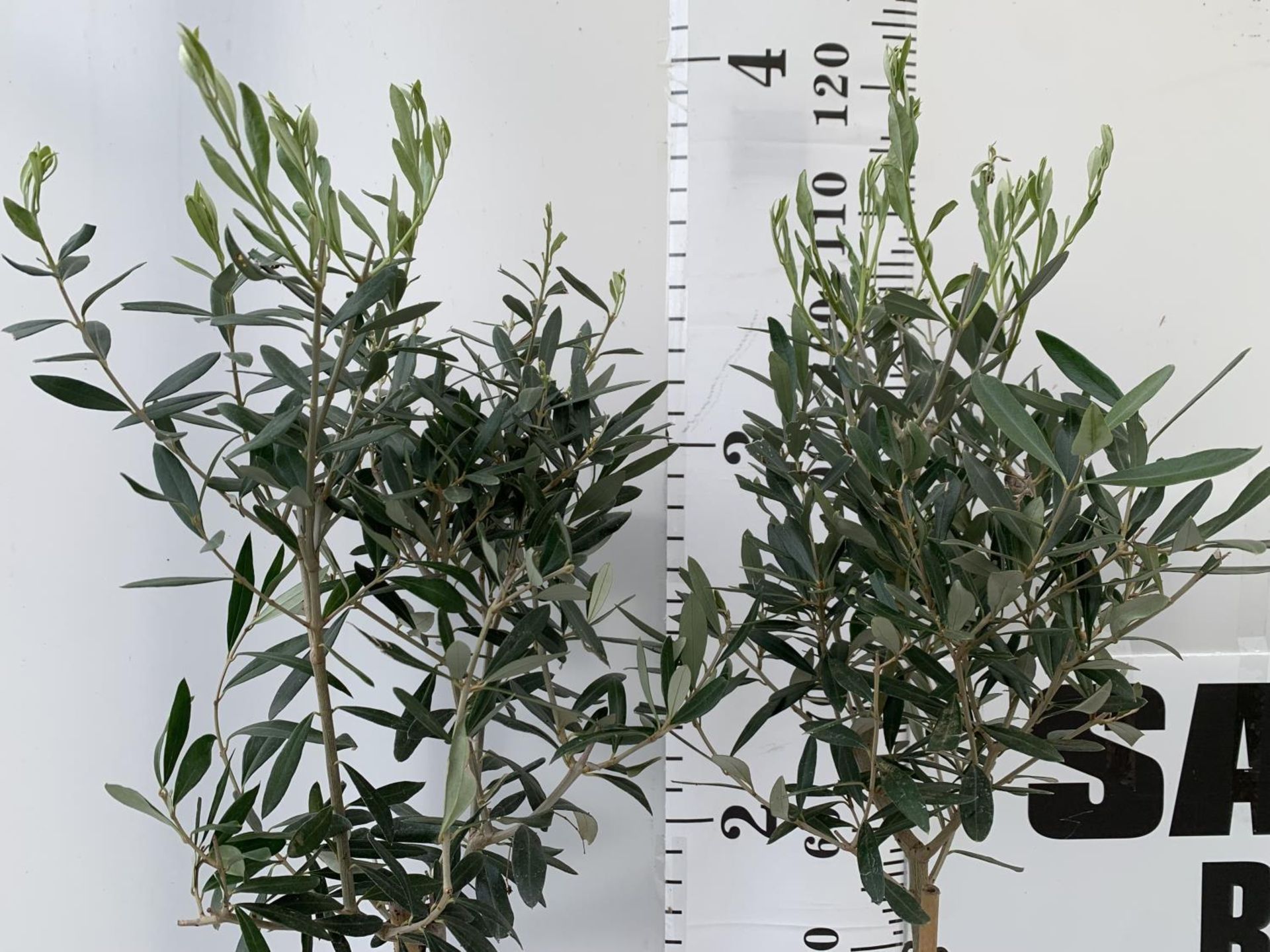 TWO OLIVE EUROPEA STANDARD TREES APPROX 120CM IN HEIGHT IN 3LTR POTS NO VAT TO BE SOLD FOR THE TWO - Image 2 of 4
