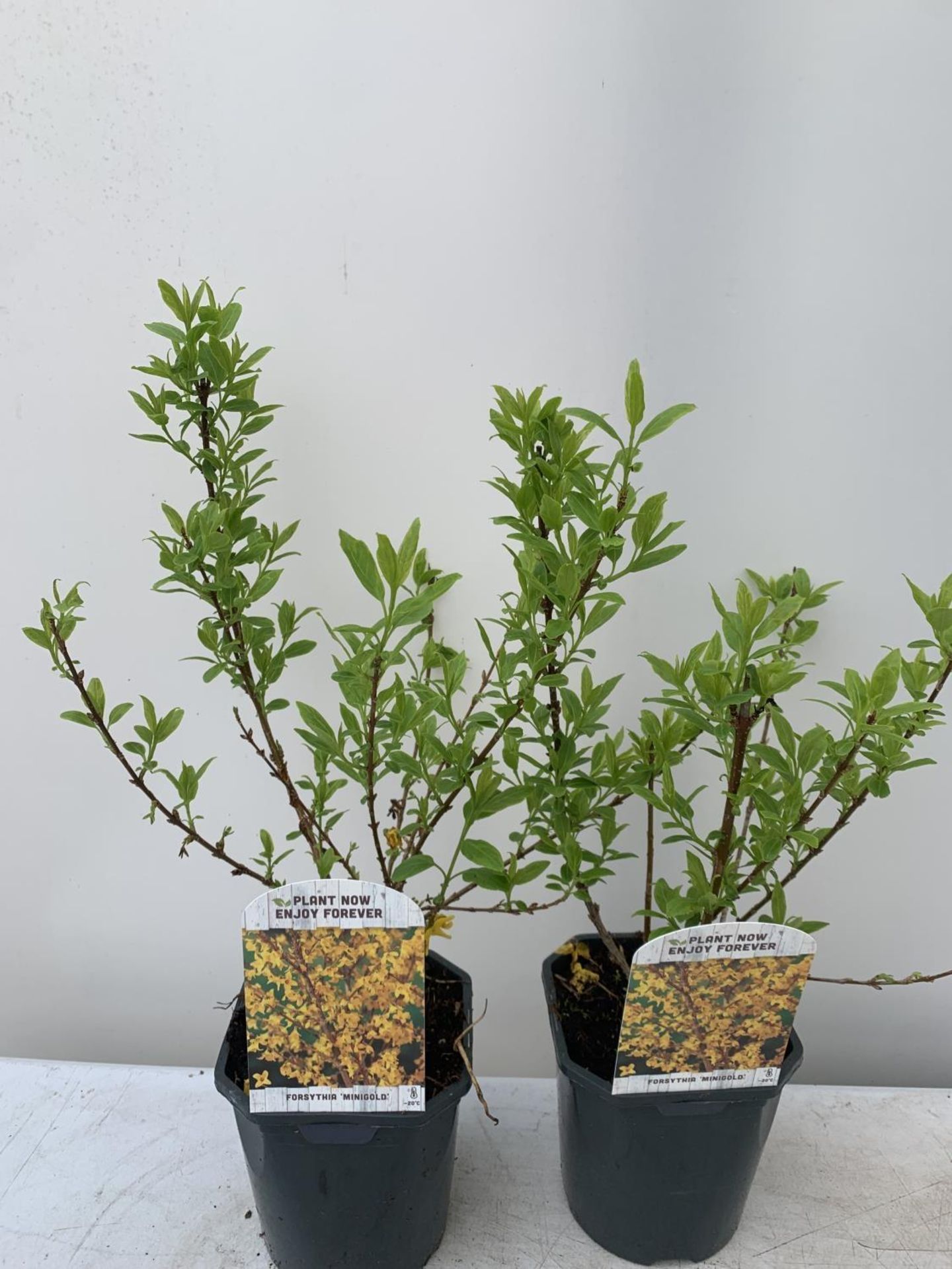 TWO FORSYTHIA 'MINIGOLD' APPROX 60CM IN HEIGHT IN 2 LTR POTS PLUS VAT TO BE SOLD FOR THE TWO - Image 4 of 6