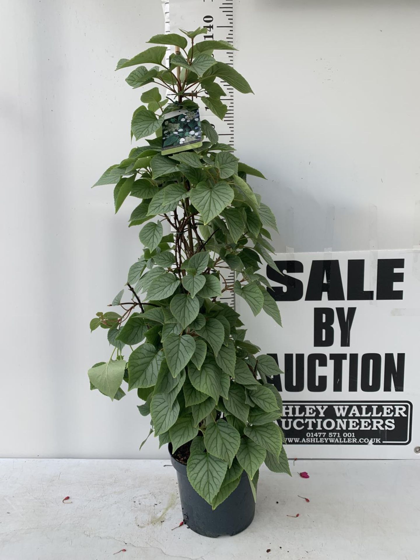 A SCHIZOPHRAGMA HYDRANGEOIDES MOONLIGHT IN A 7.5 LTR POT 130CM TALL PLUS VAT