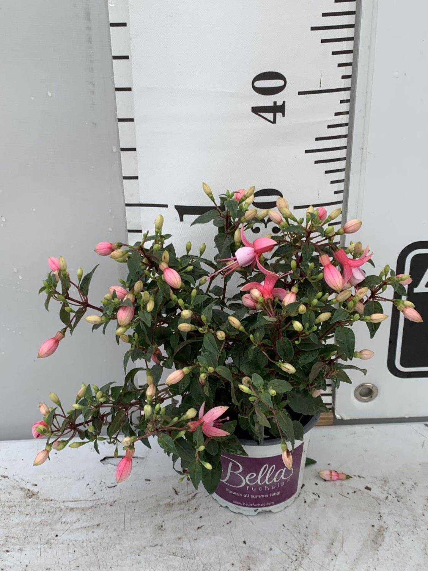 NINE FUCHSIA BELLA IN 20CM POTS 20-30CM TALL TO BE SOLD FOR THE NINE PLUS VAT - Image 5 of 5