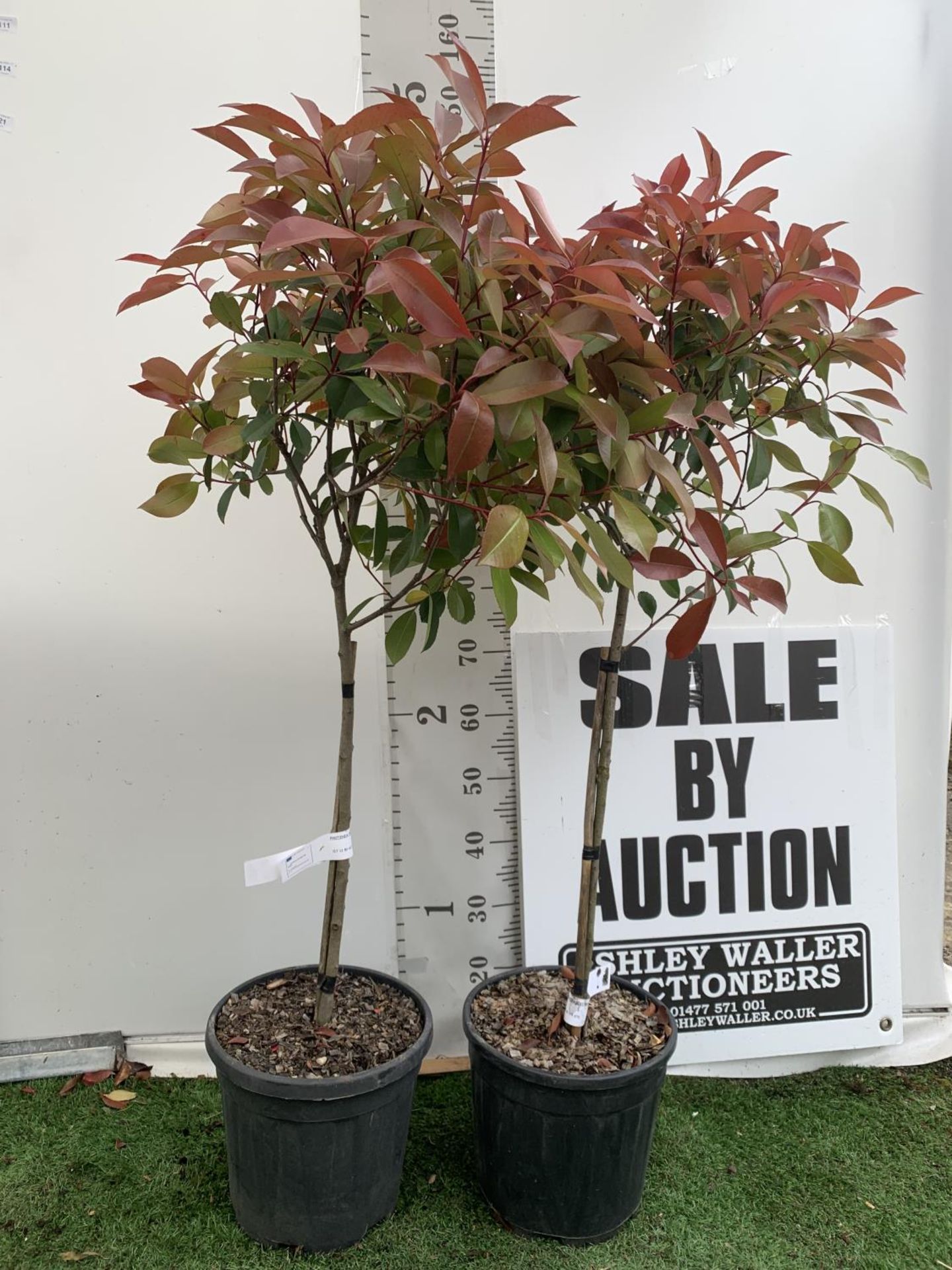 A PAIR OF STANDARD PHOTINIA FRASERI RED ROBIN TREES 130CM TALL IN A 10 LTR POT TO BE SOLD FOR THE